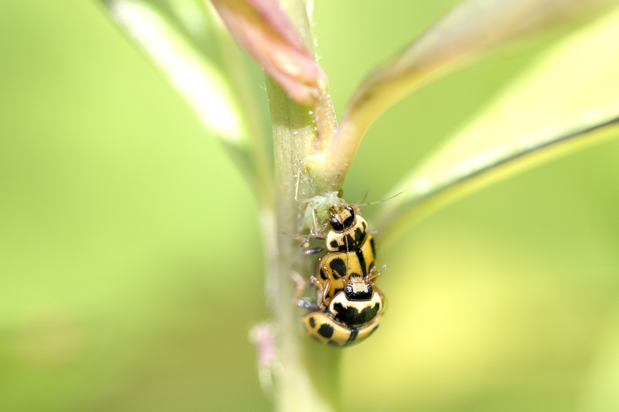 mating ladybirds