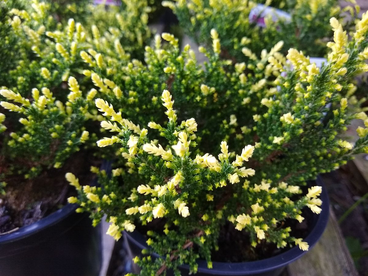 药用植物组织培养技术详细操作流程一、药用植物简介写出自己所选择的药用植物的简单介绍。二、详细操作流程第1步：母液的配制写出该步骤的详细操作流程下同至少200字；第2步：培养基的配制写出该步骤的详细操作流程下同至少200字；第3步：外植体的选择至少200字；第4步：外植体的消毒至少200字；第5步：外植体的接种……按上方的格式接着往下写1、选择对象：乌梅；2、写作重点：重点是写详细写出其组织培养的操