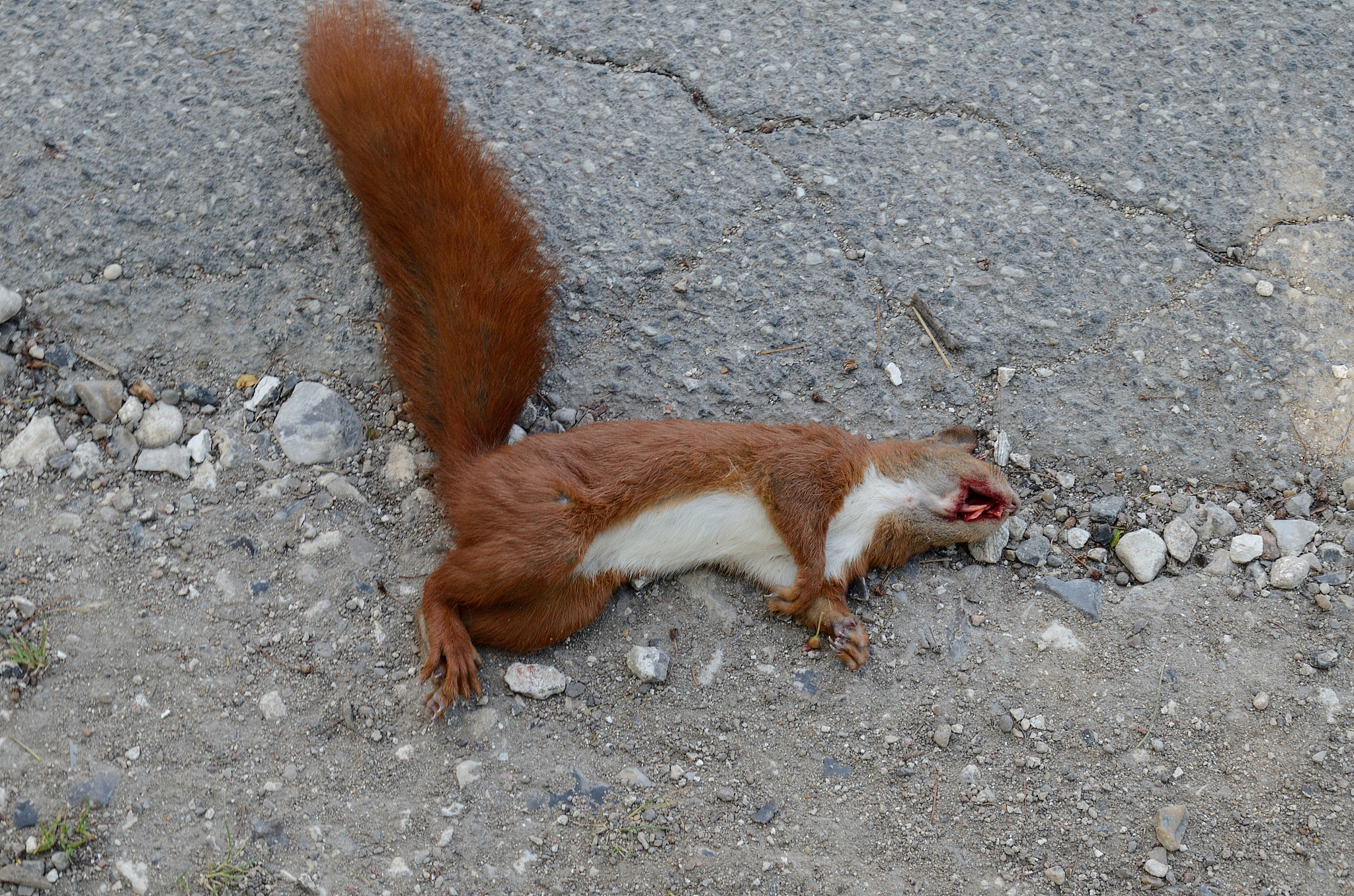 黄鼠狼怕什么气味怎么驱赶