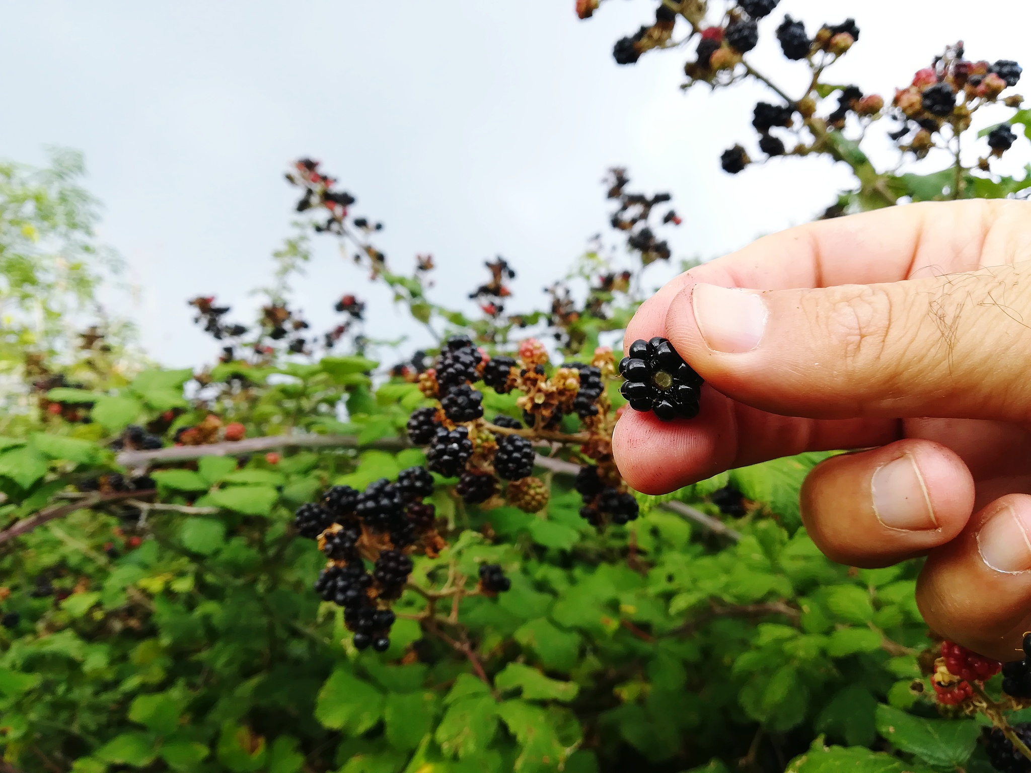 cropped hand holding fruit on tree