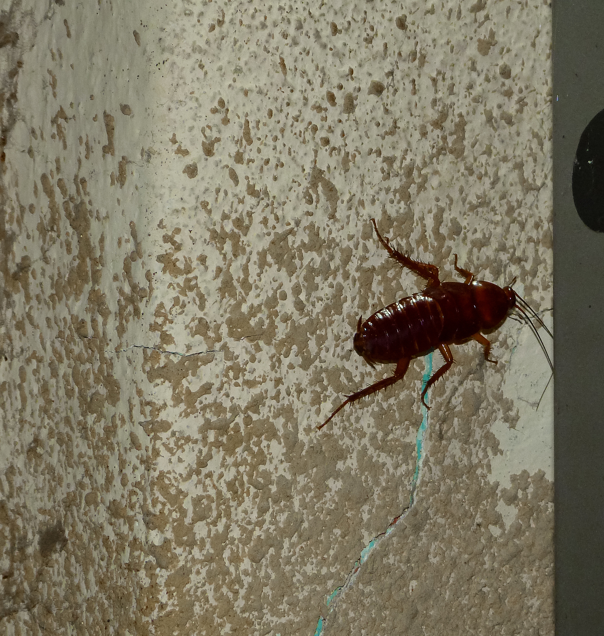 战胜对蟑螂的恐惧：原因和应对策略