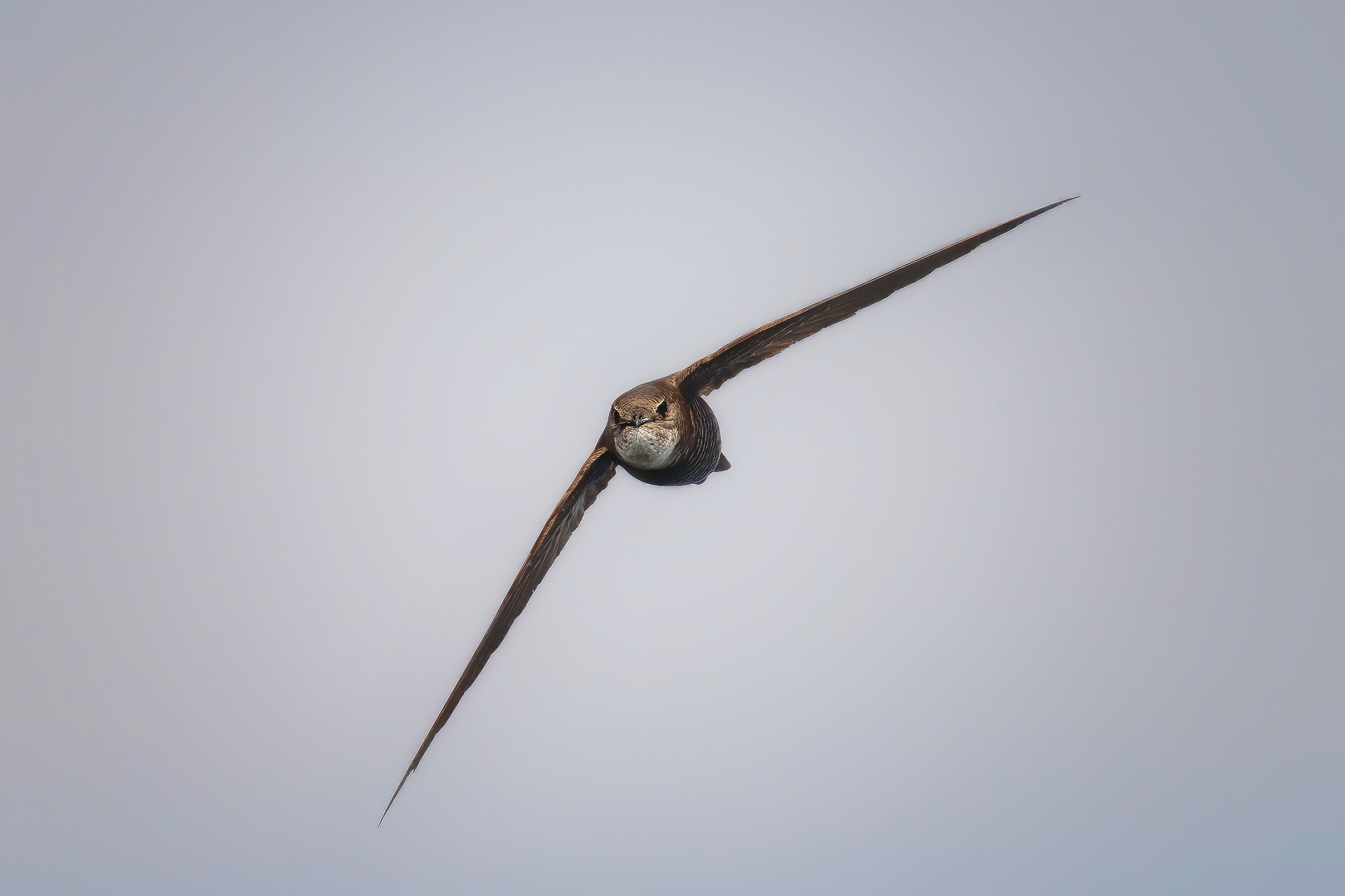 pacific swift