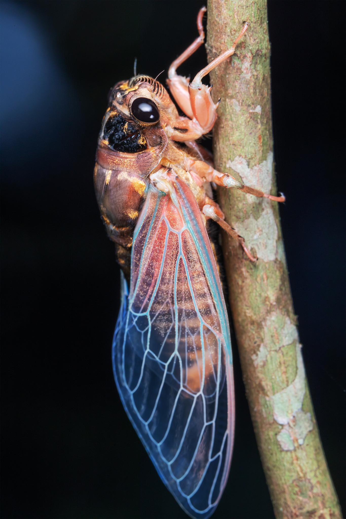 帮我在下文的基础上二次创作成为一个丰富、有信息量、有编辑思路、有独创性的新文章：地下休眠17年天空展翅17天金蝉脱壳难得见知了声声难入眠。今天我将带你了解一下最懂数学的金蝉。蝉的生活是多么奇妙啊！你知道吗蝉的生命中有99的时间都是在地下度过的。当你在夏天听到知了不断鸣叫时那意味着它们即将度过它们最后的时光了。全世界有超过两千种蝉的品种而它们的幼虫在地下的时间长短也不一样。最短的品种只需要一两年而较