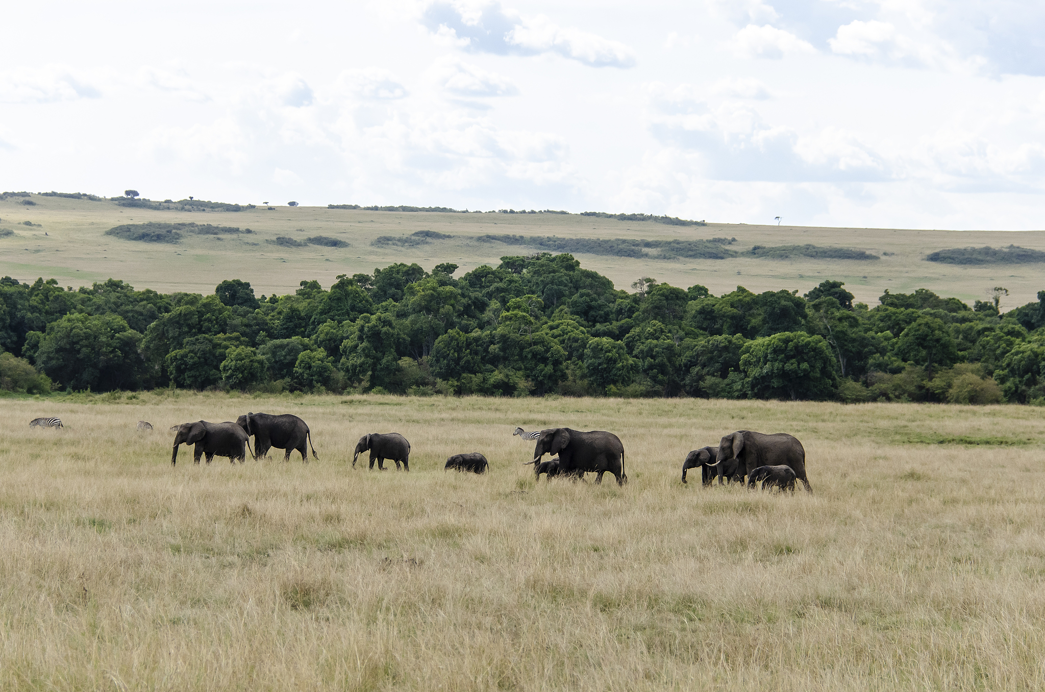an elephant herd grazing in the grasslands of masai mara nationa