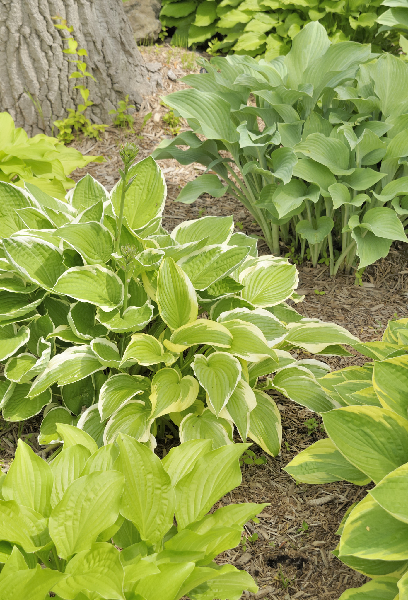 hostas