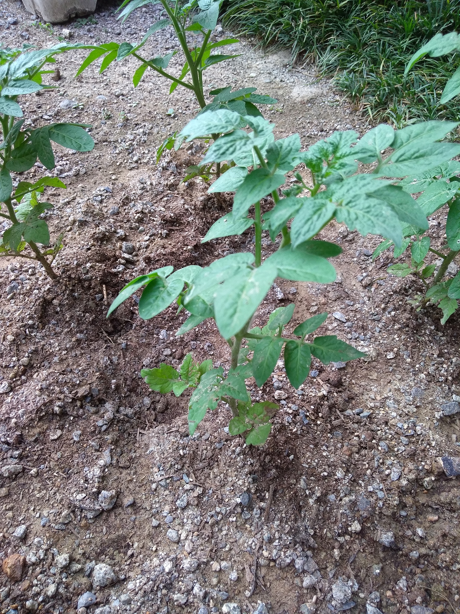 agricultural work
