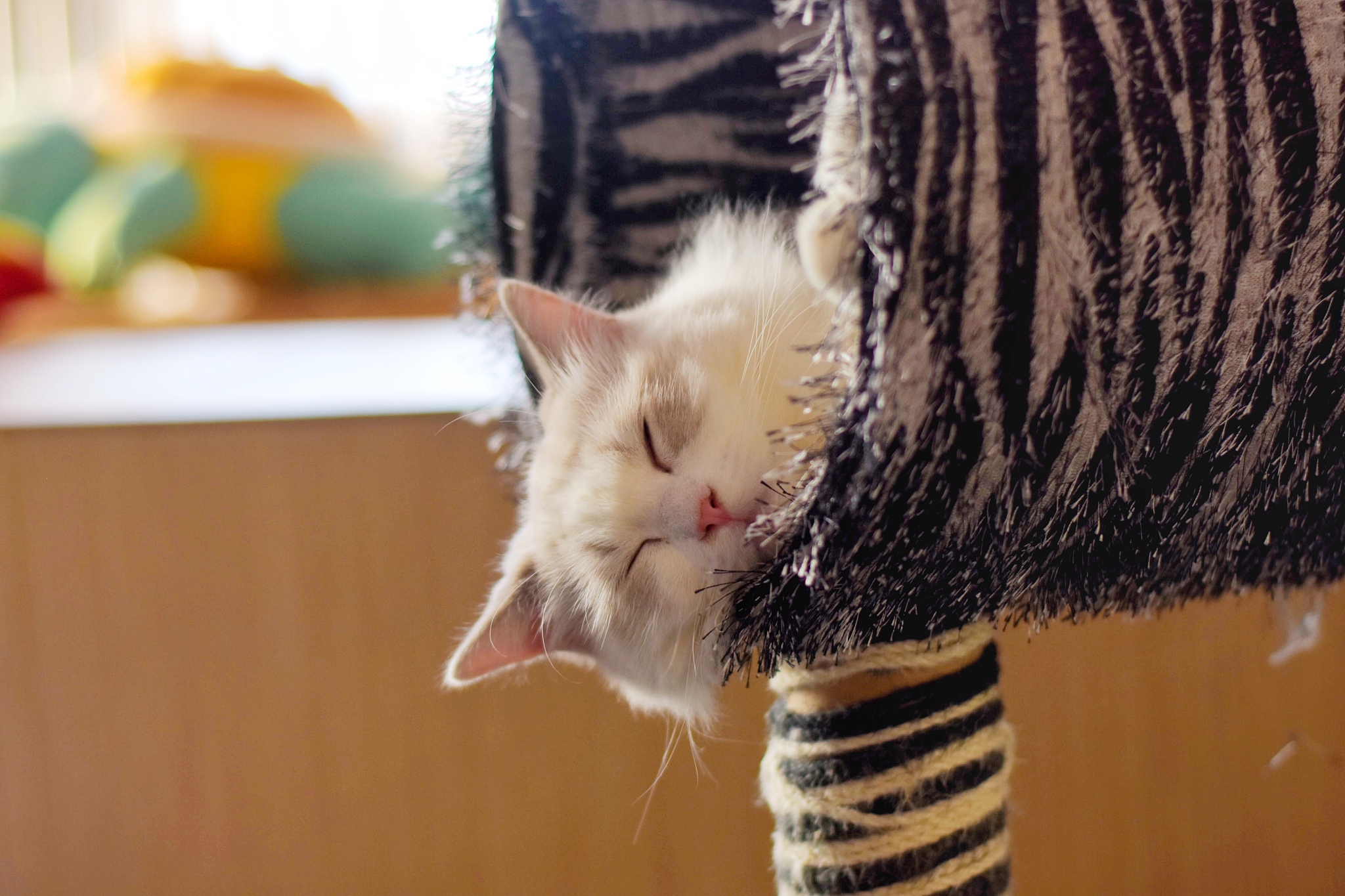 使用宠物博主的口吻写篇300字关于： 猫咪的社交行为：如何让猫咪更好地与人和其他宠物相处？