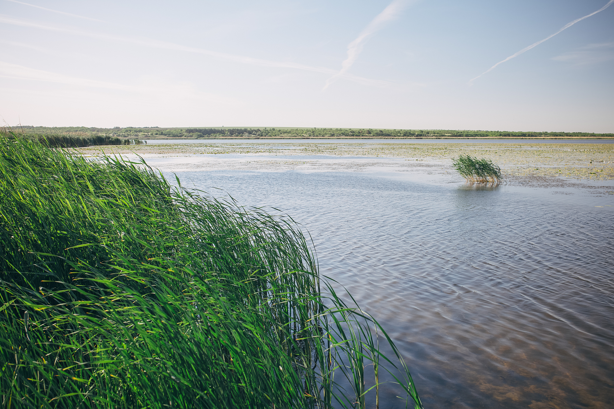 picture of the shore with reeds and water