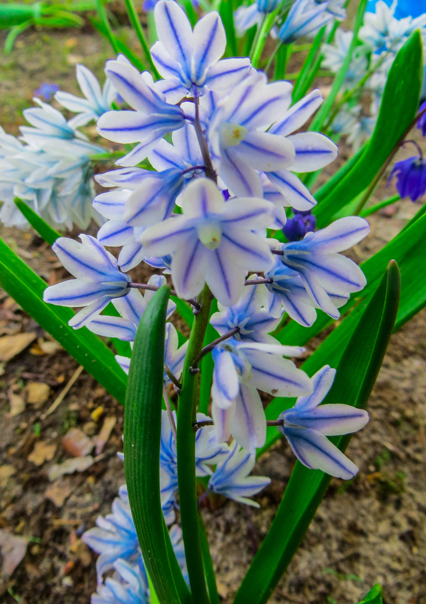 the first spring flowers are hyacinths in a spring garden.