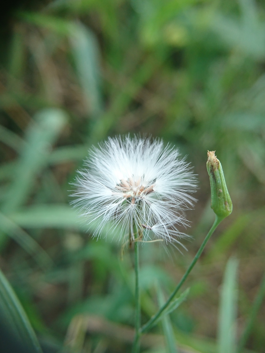 像蒲公英一样传播的物件：10种有传播属性的事物