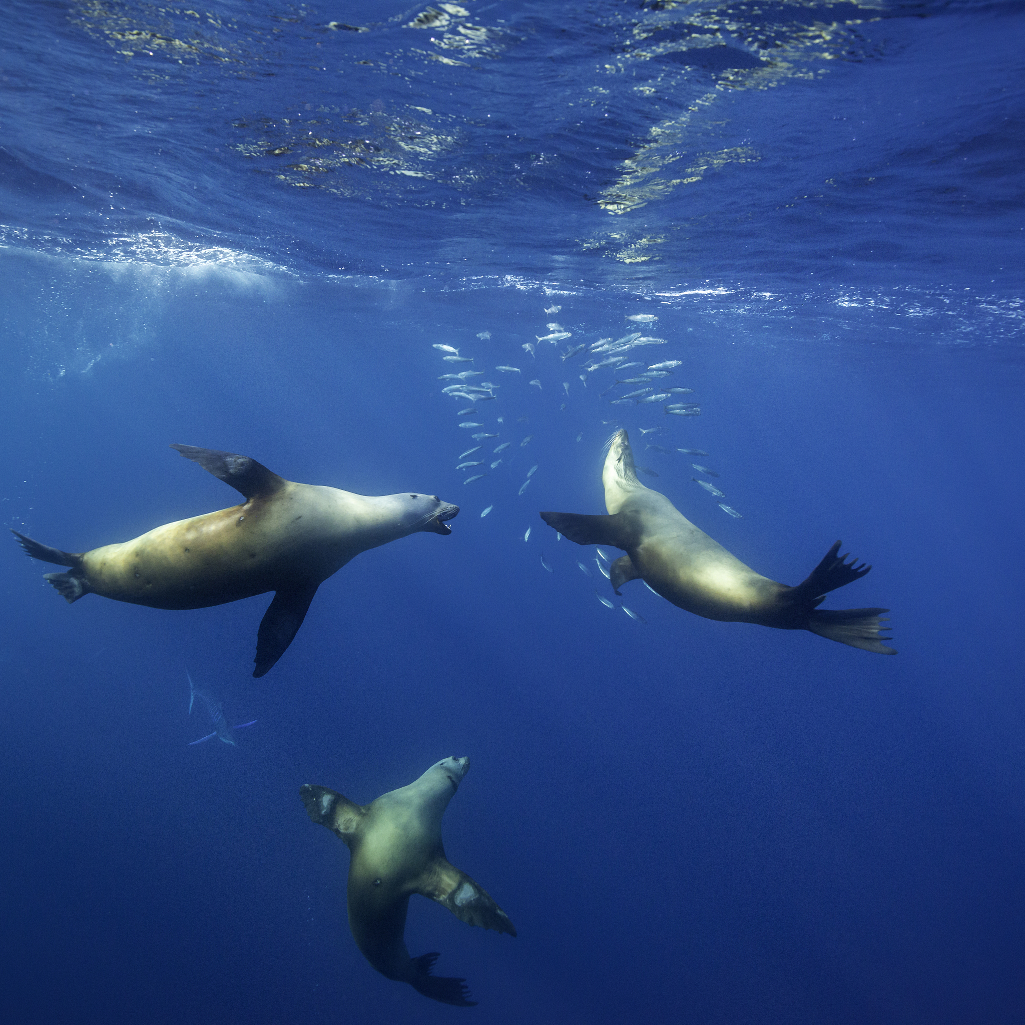california sea lions and striped marlin feeding on a large sardi