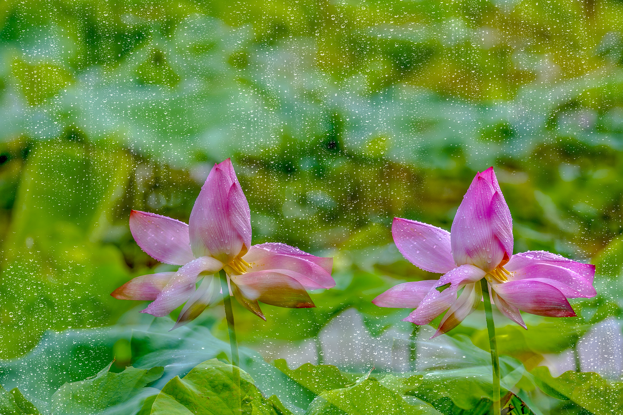 春雨后的池塘：一首现代诗歌描绘自然之美