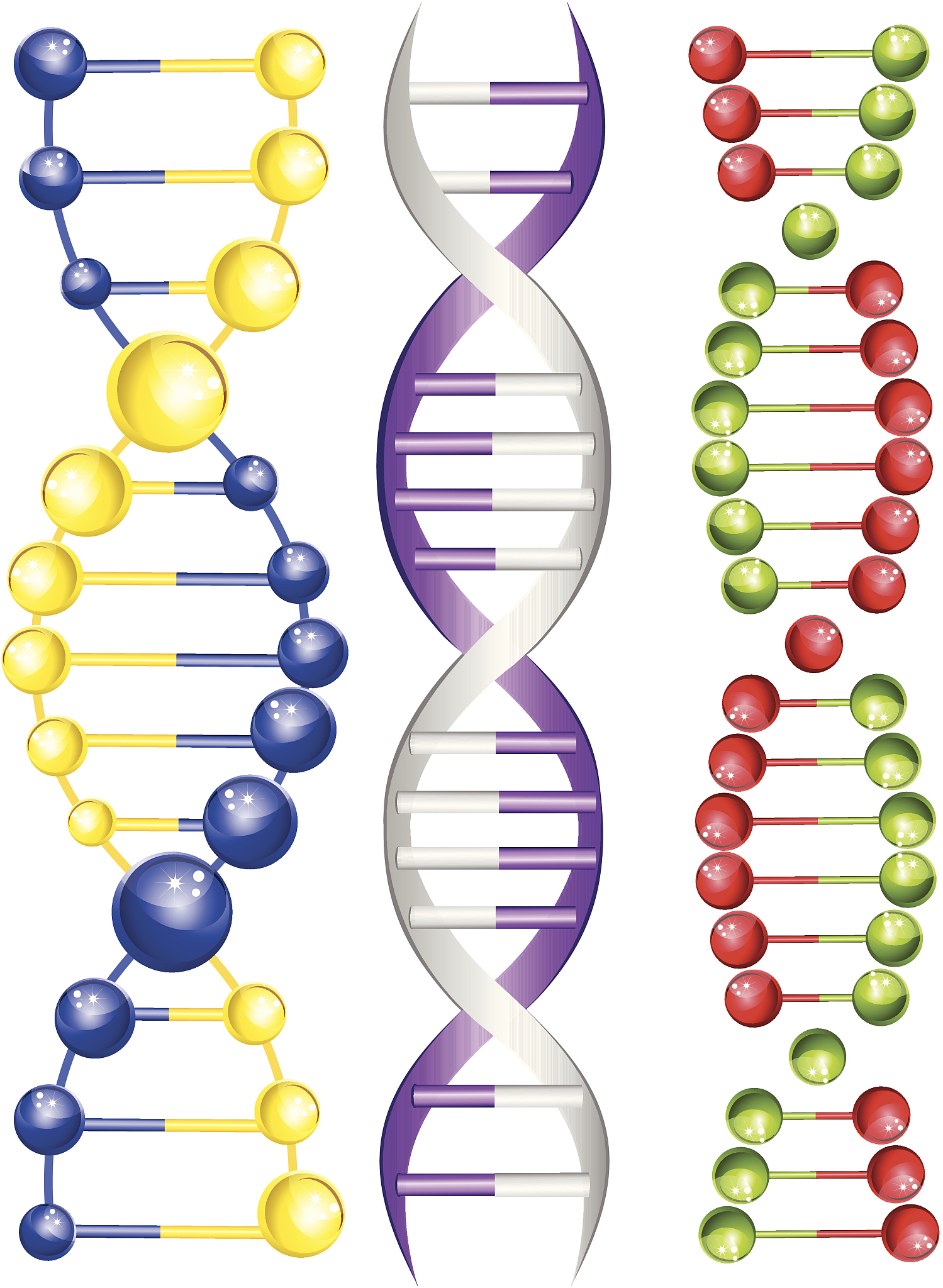 DNA 水解产物：4 种主要成分