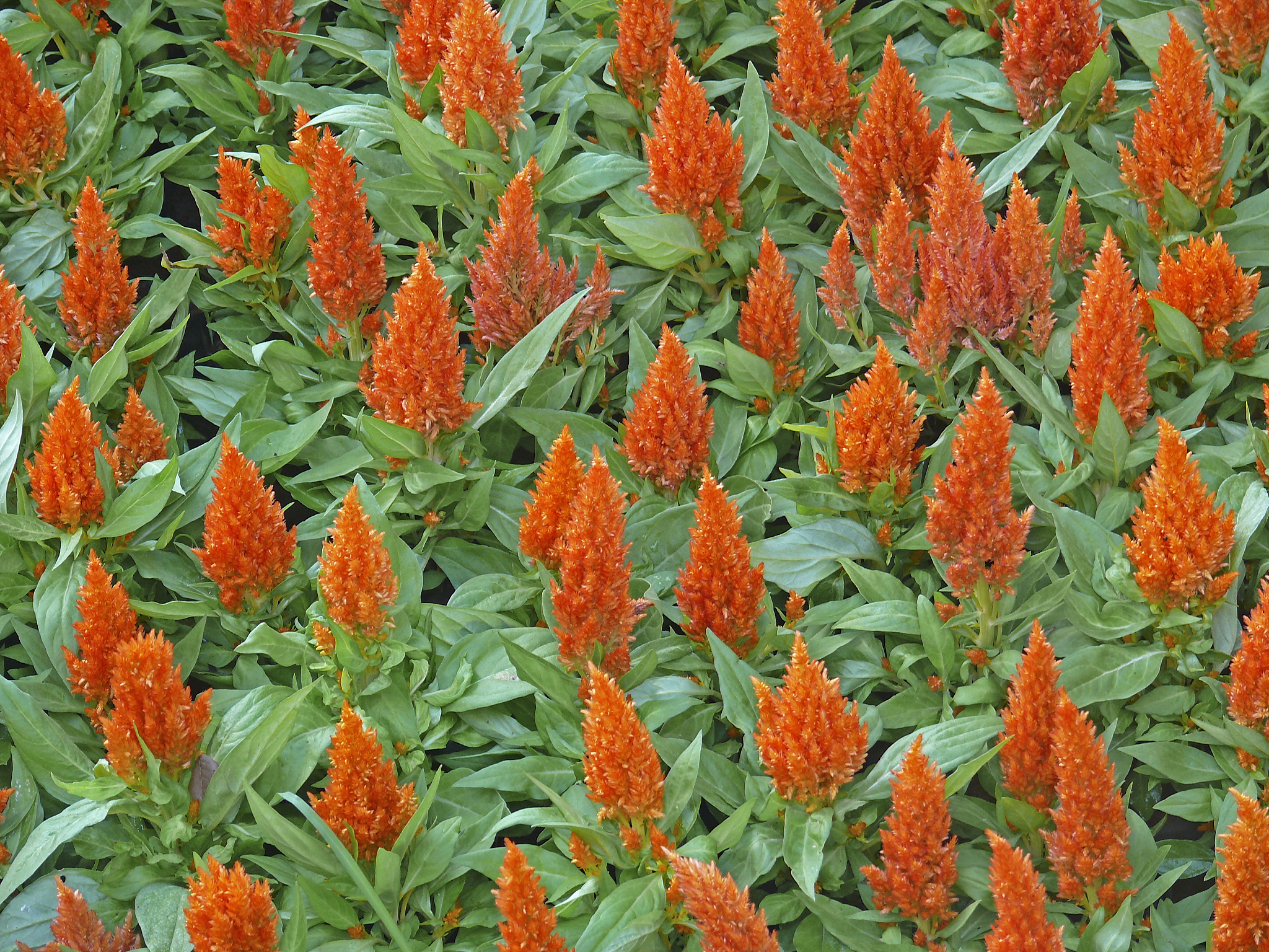 fix 1 all plumed plumedfile plumeddat outfile plumedoutterminate called after throwing an instance of PLMDPlumedExceptionError what+++ PLUMED error+++ at Actioncpp243 function void PLMDAc