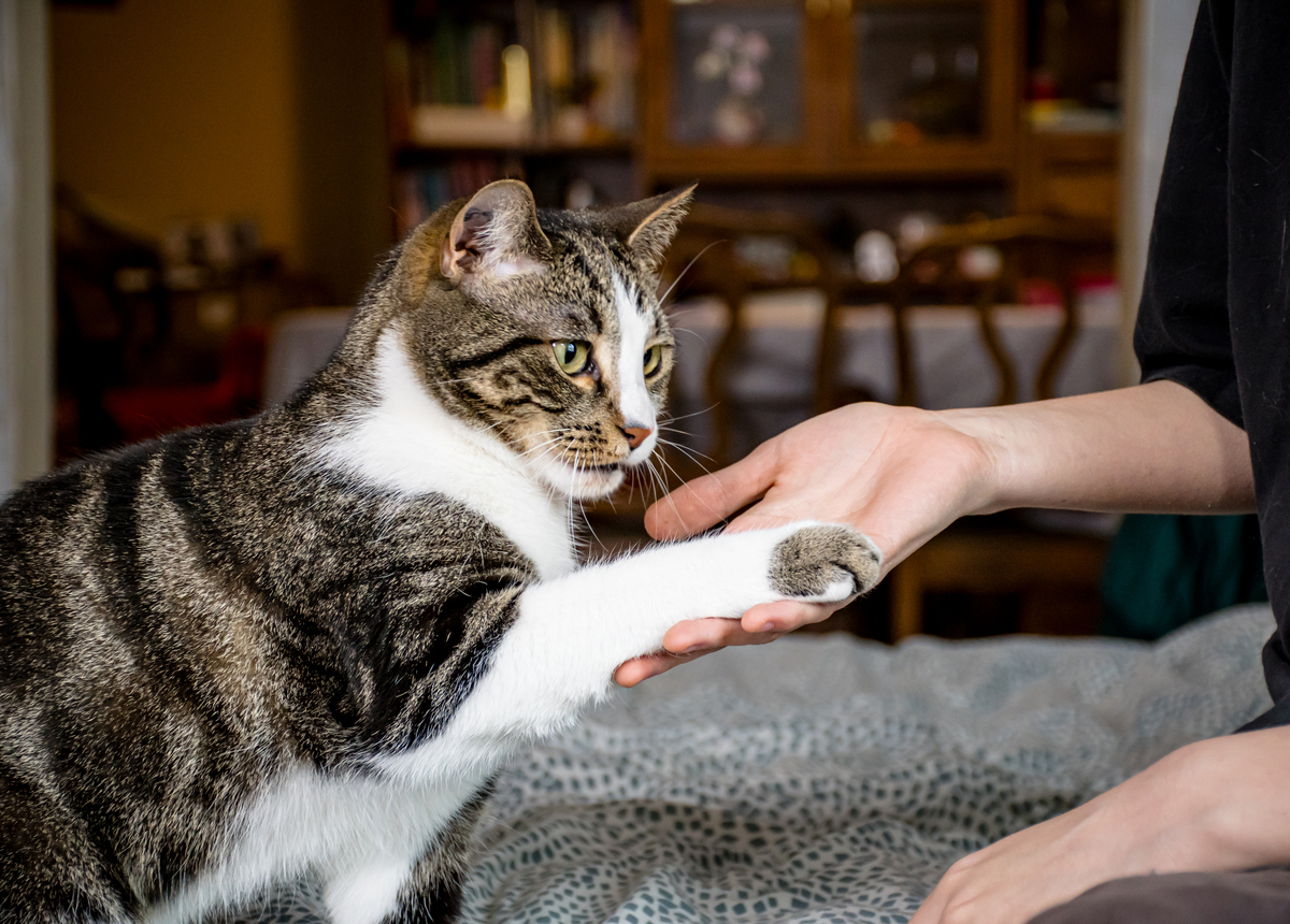 猫咪为何在抱球时使用脚蹬？揭秘猫咪的奇特行为
