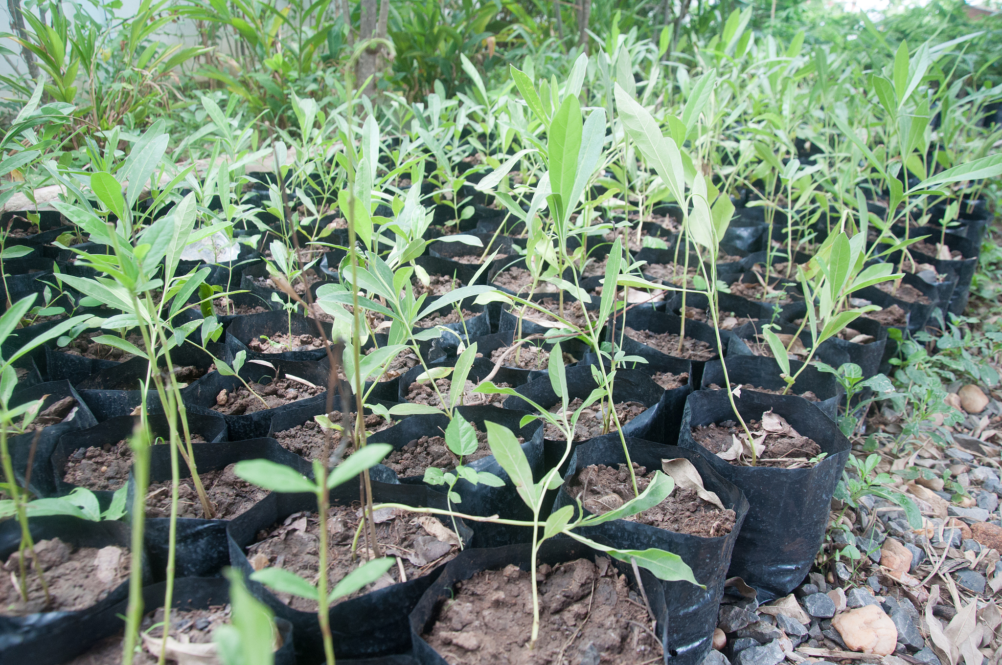 朝天椒高产施肥方案：从土壤测试到收获期，全周期施肥指南