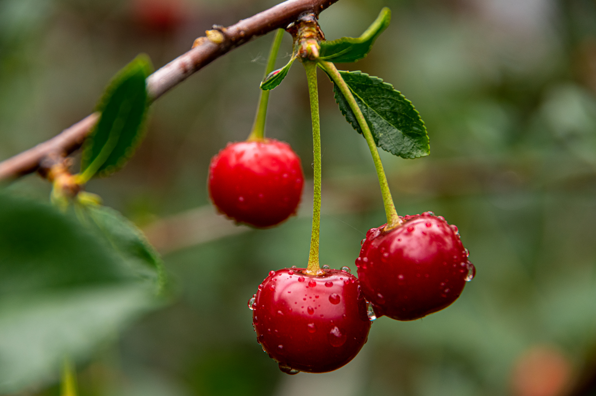 cherry orchard after the rain.