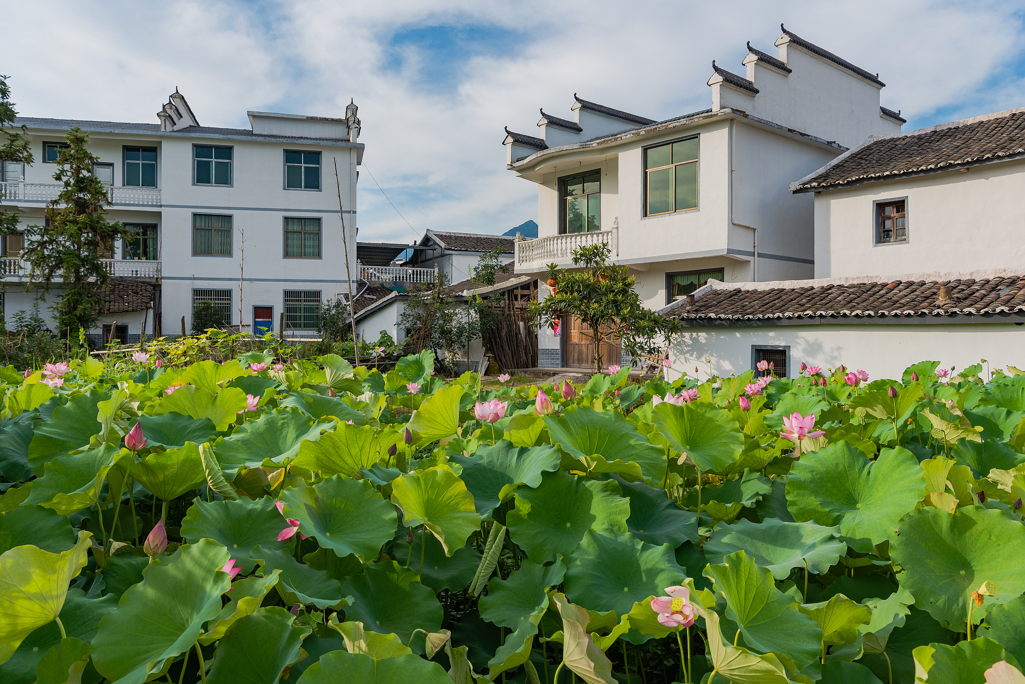 美丽乡村：自然之美，传统之韵 - 打造宜居生态环境