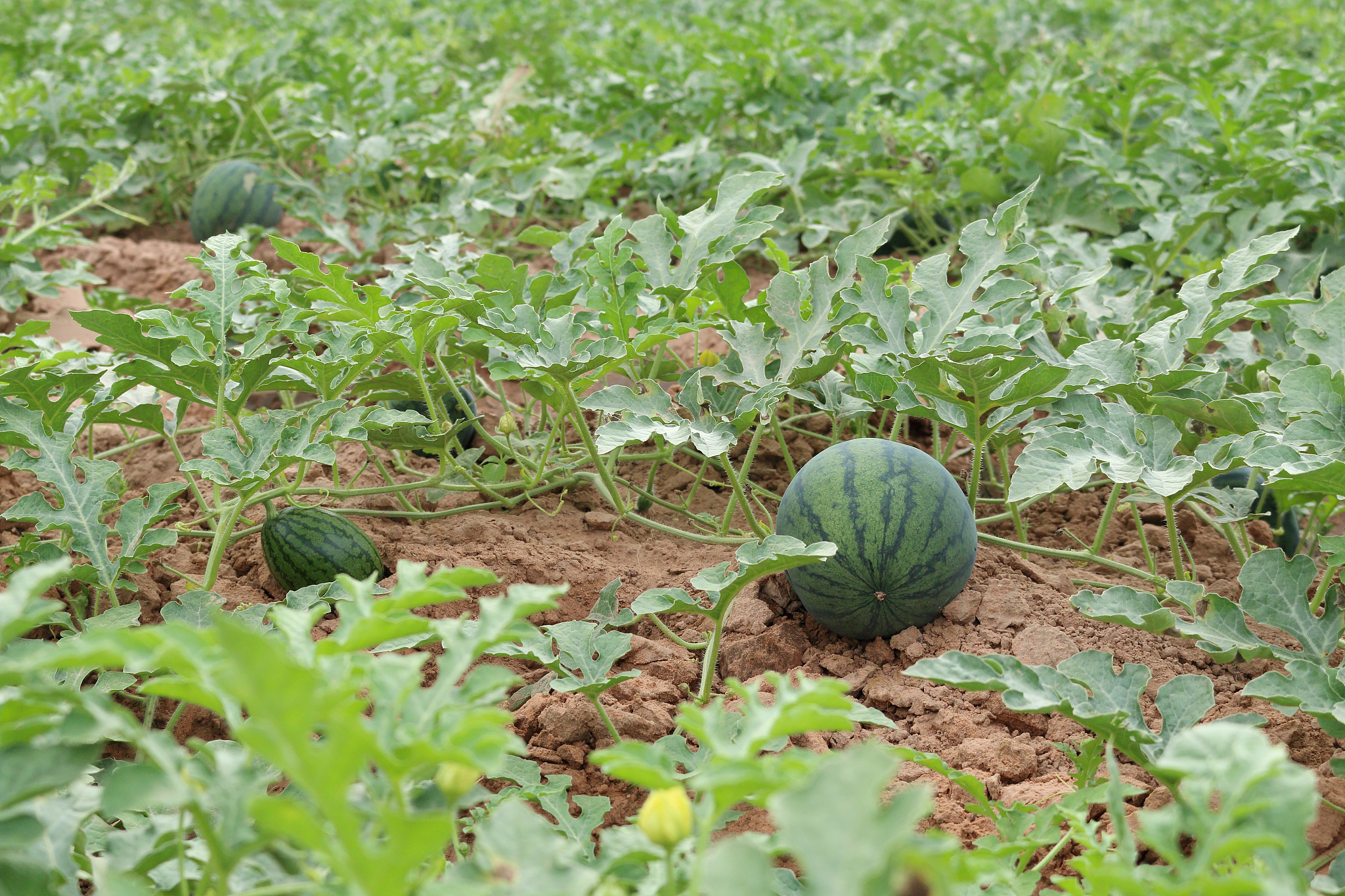 湖库季节性缺氧与水深的关系？