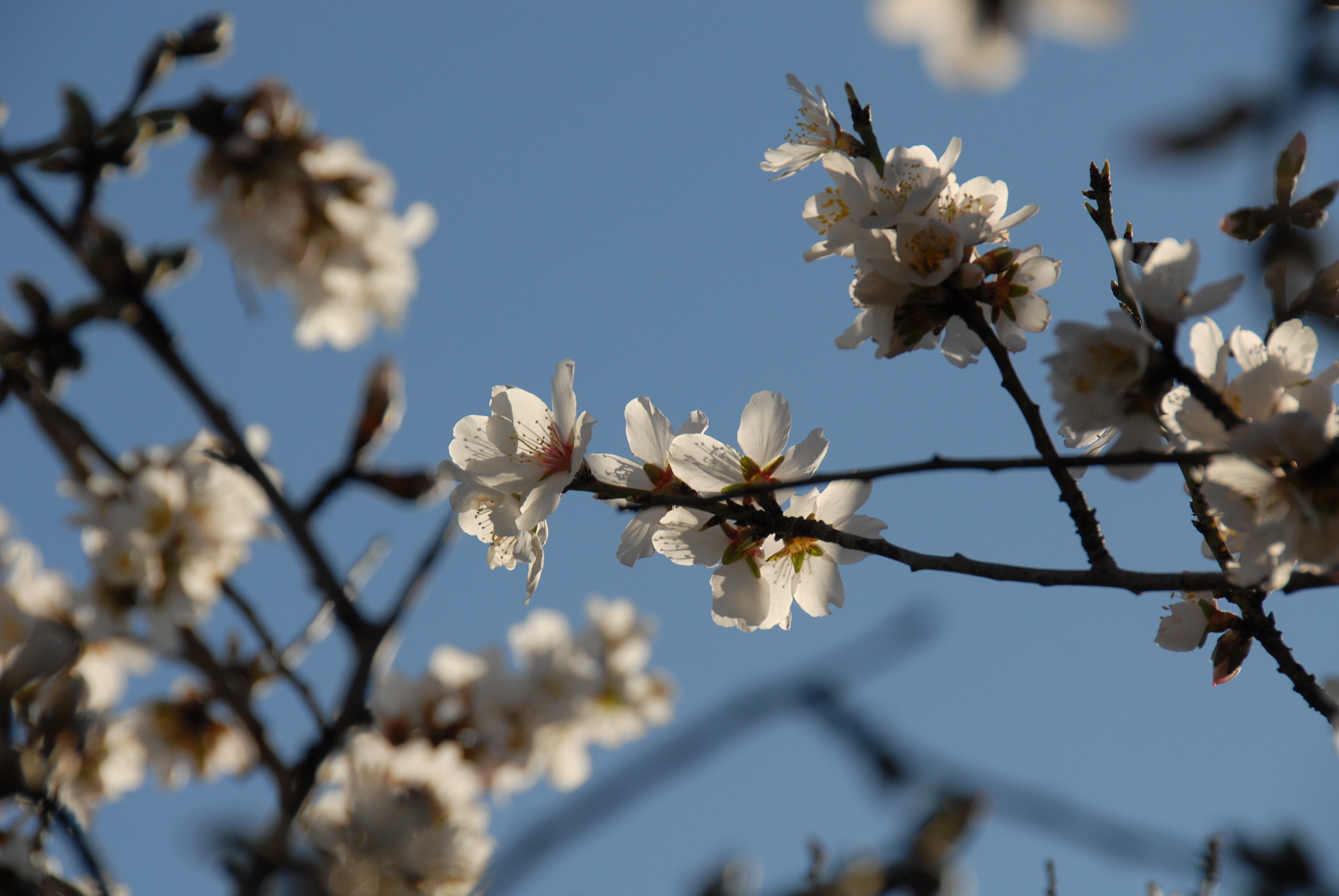 mandelblüte in spanien