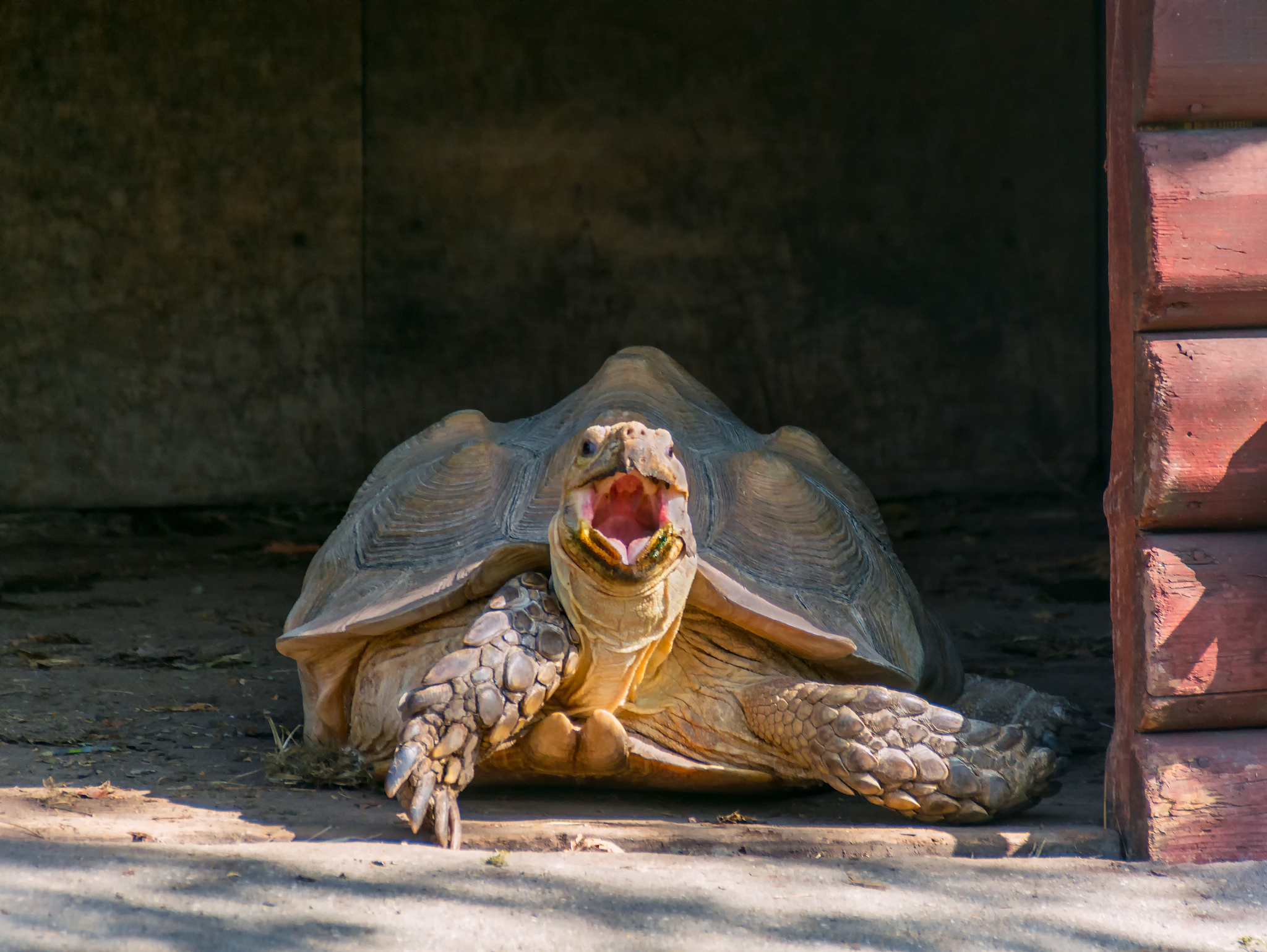 the galapagos turtle comes out of his house after waking up and 