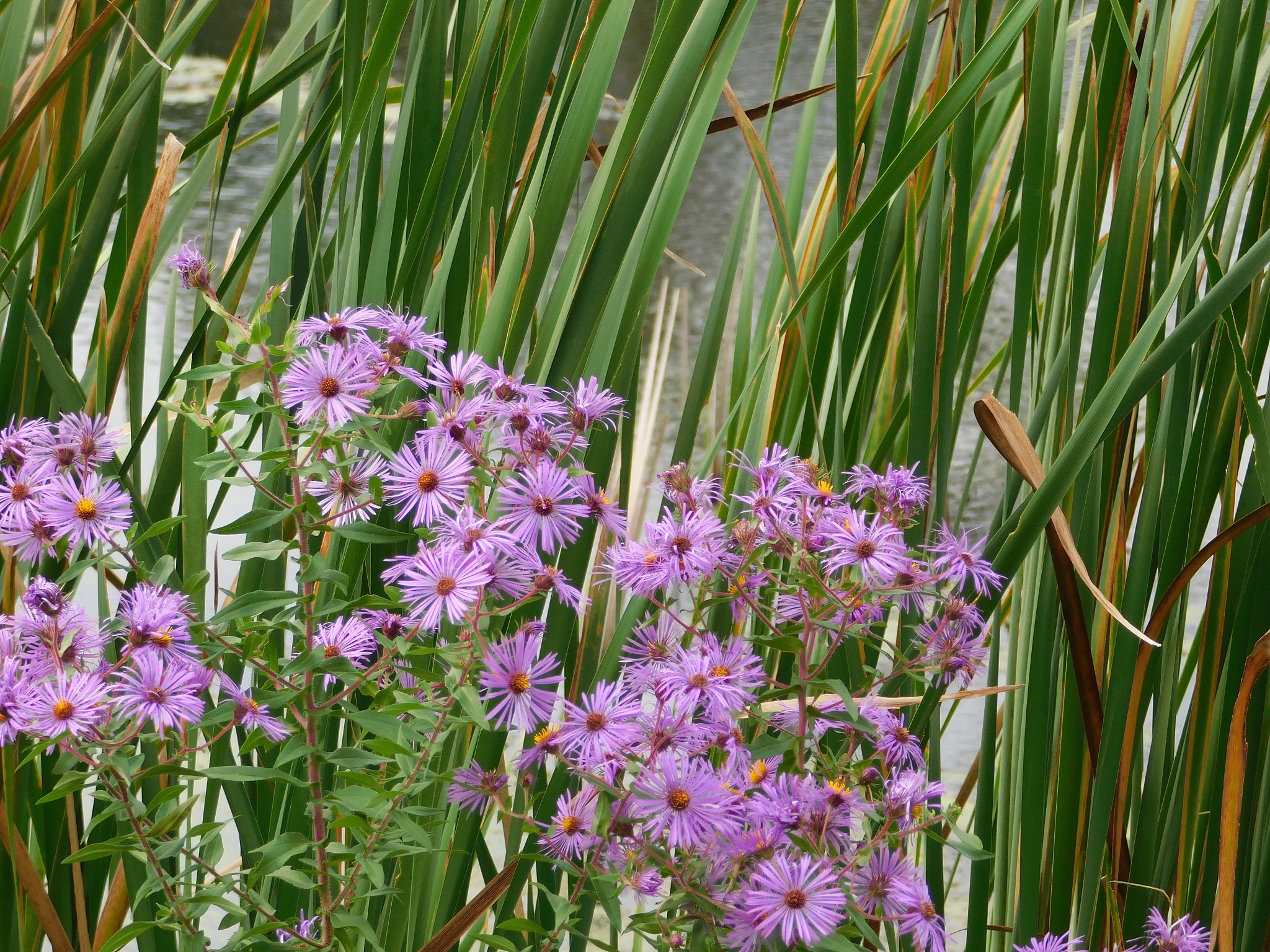 close-up of pink flowering plants on field