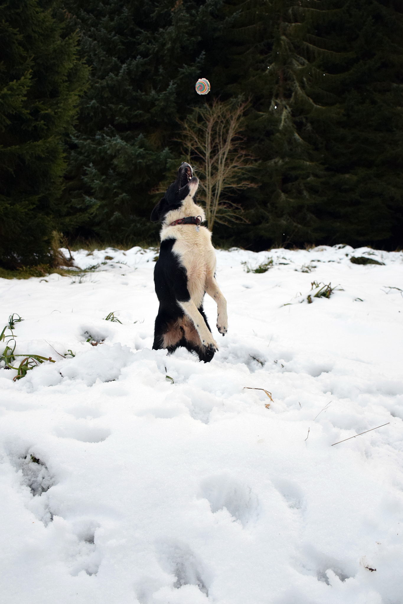 曲靖畜牧兽医学校五年制大专热门招生专业：畜牧兽医学专业