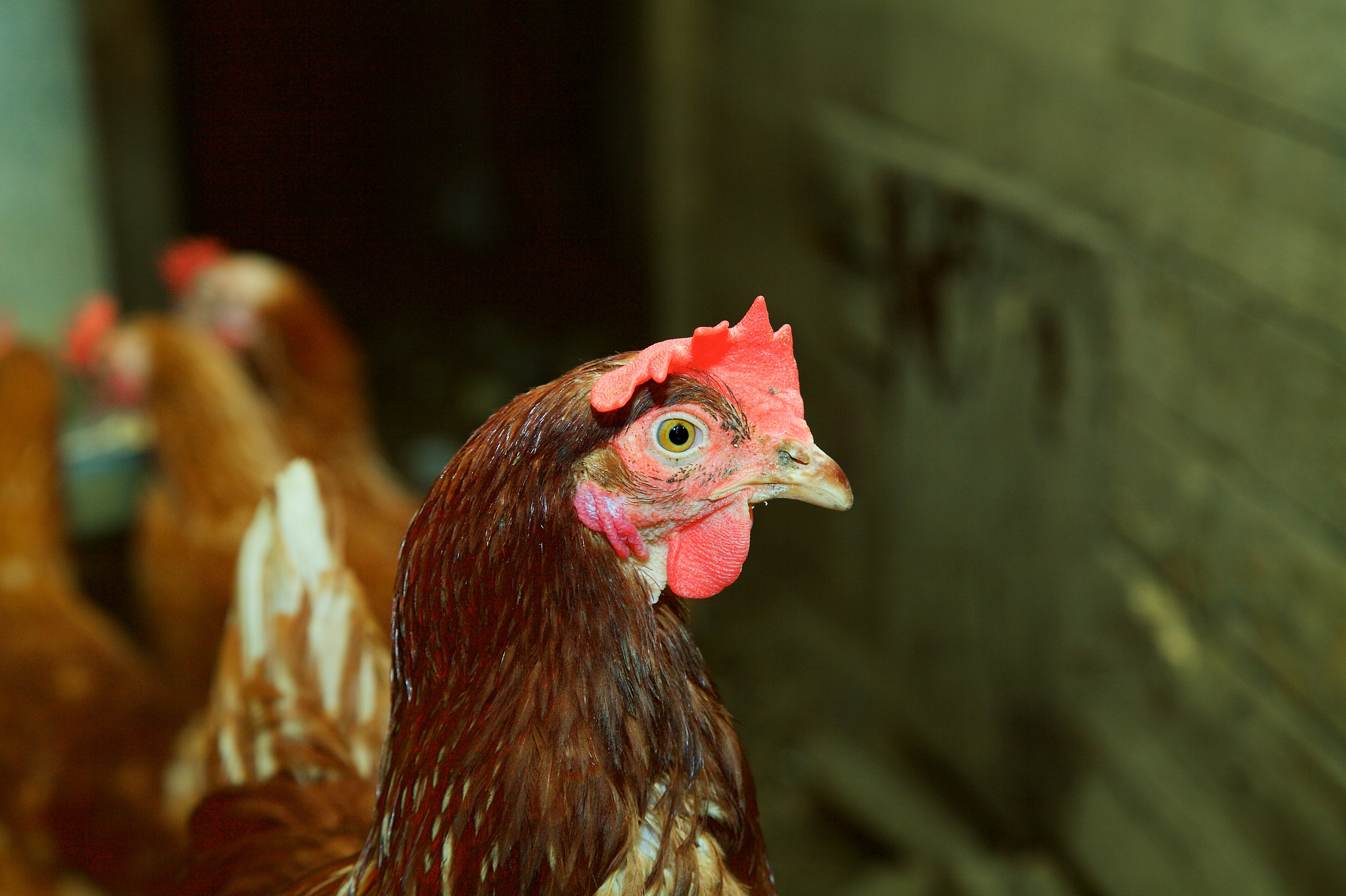 chicken looking