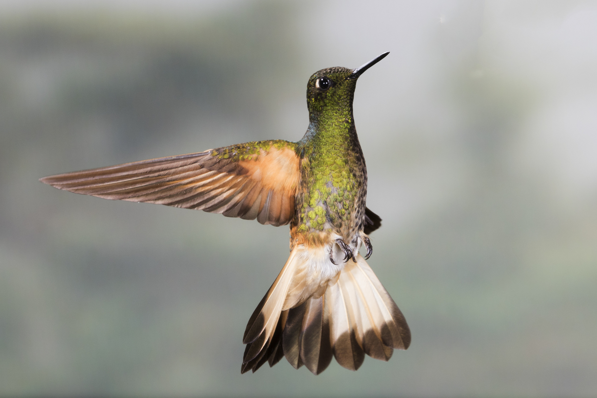 网易BUFF - 安全便捷的游戏交易平台 | 游戏装备、游戏币交易