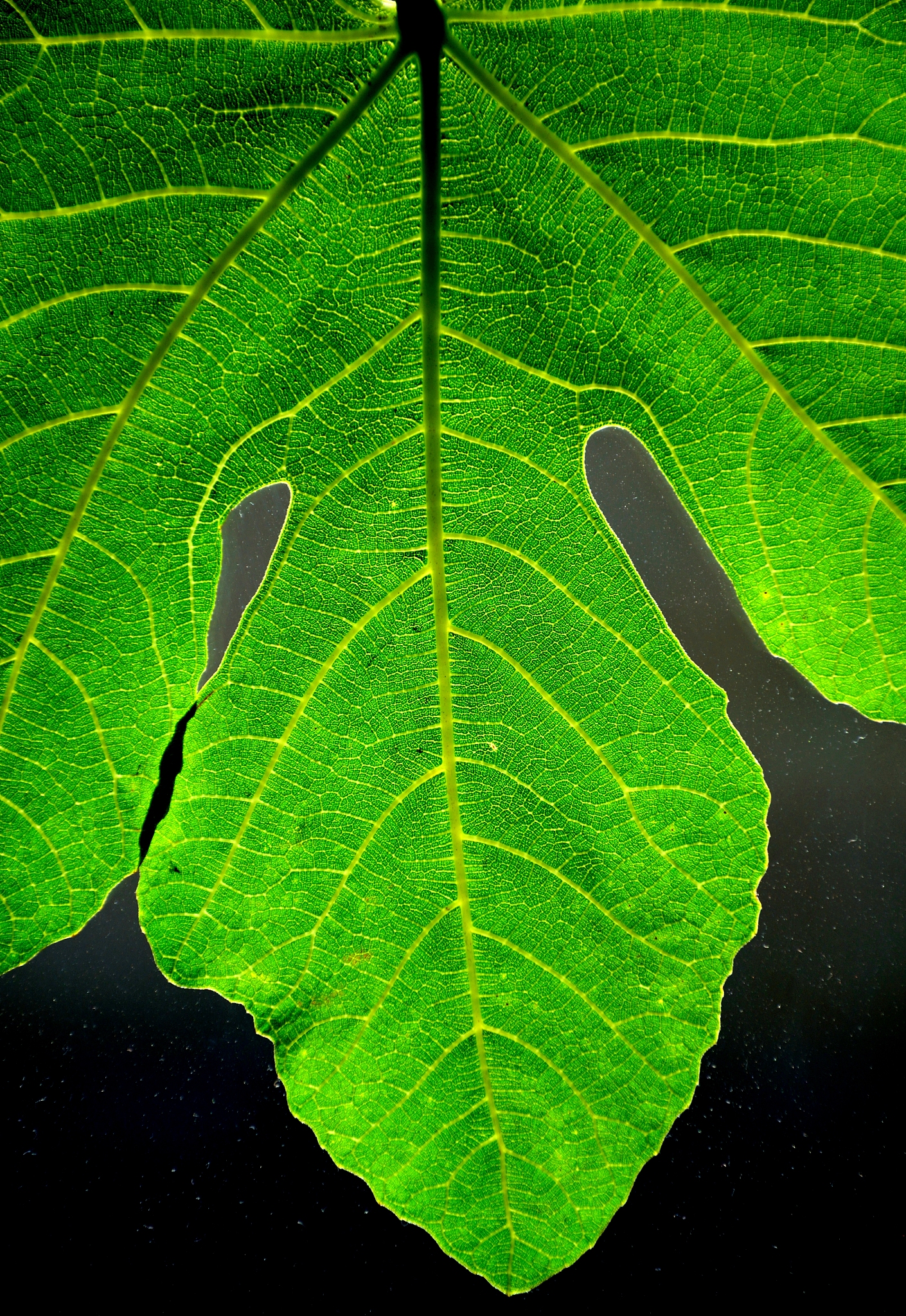 chlorophyll green color