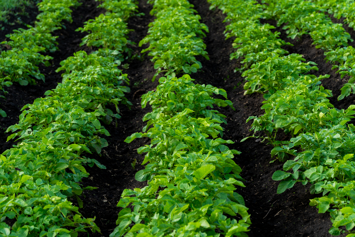 菜豆种植时间和方法：400字详细指南