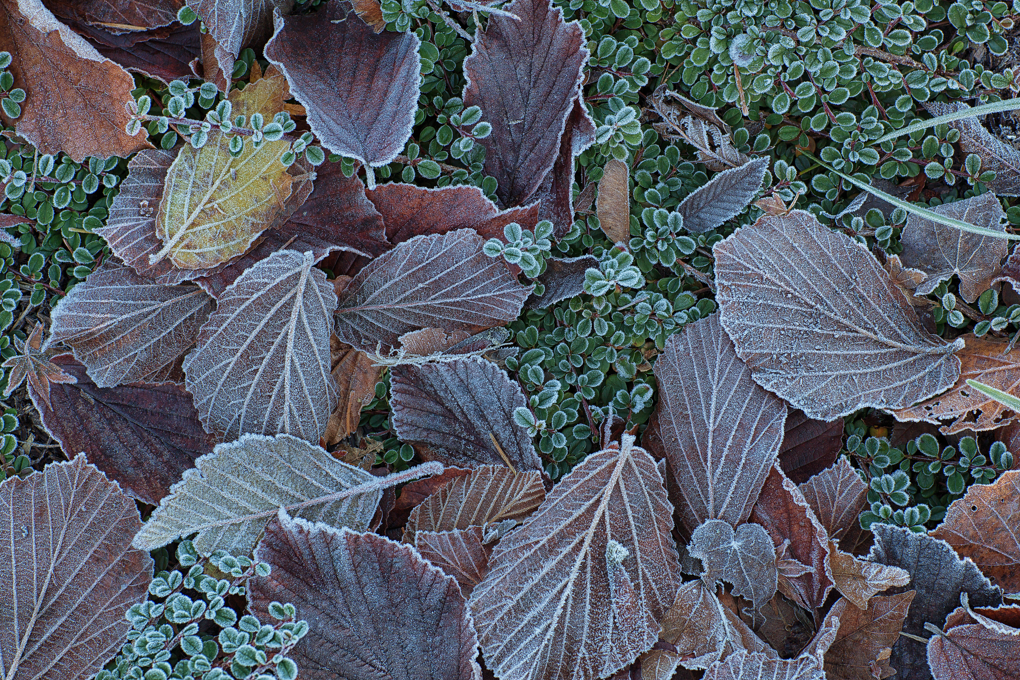 Spring Frost Impact on Crop Yields: Intensity, Timing, and Vulnerability Analysis