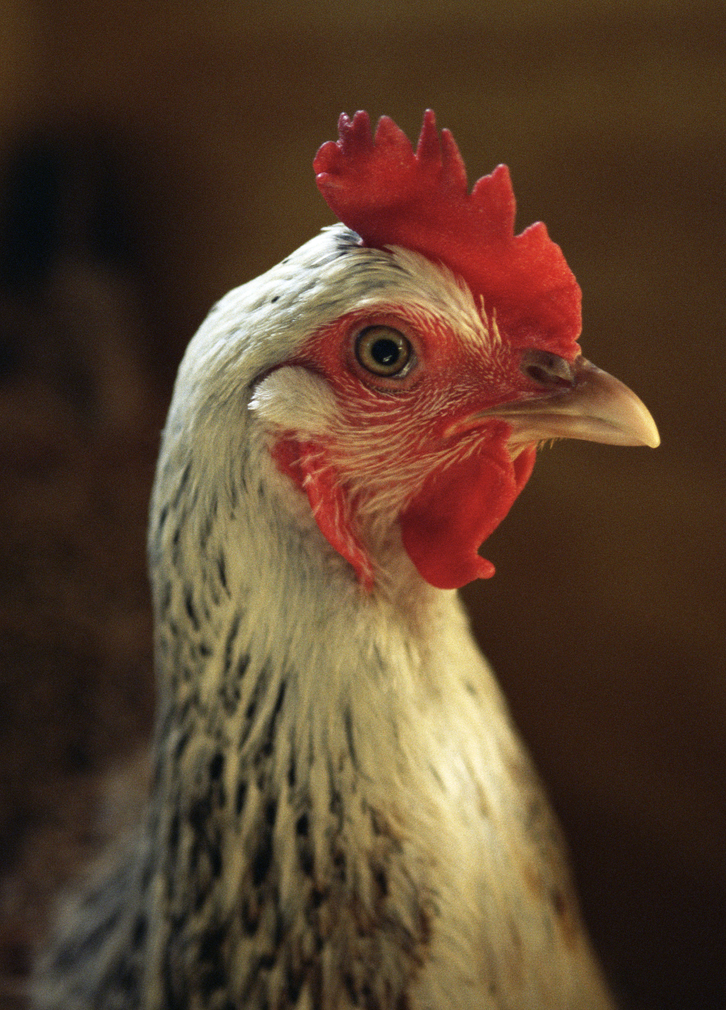 公鸡的外形特点描写一段话