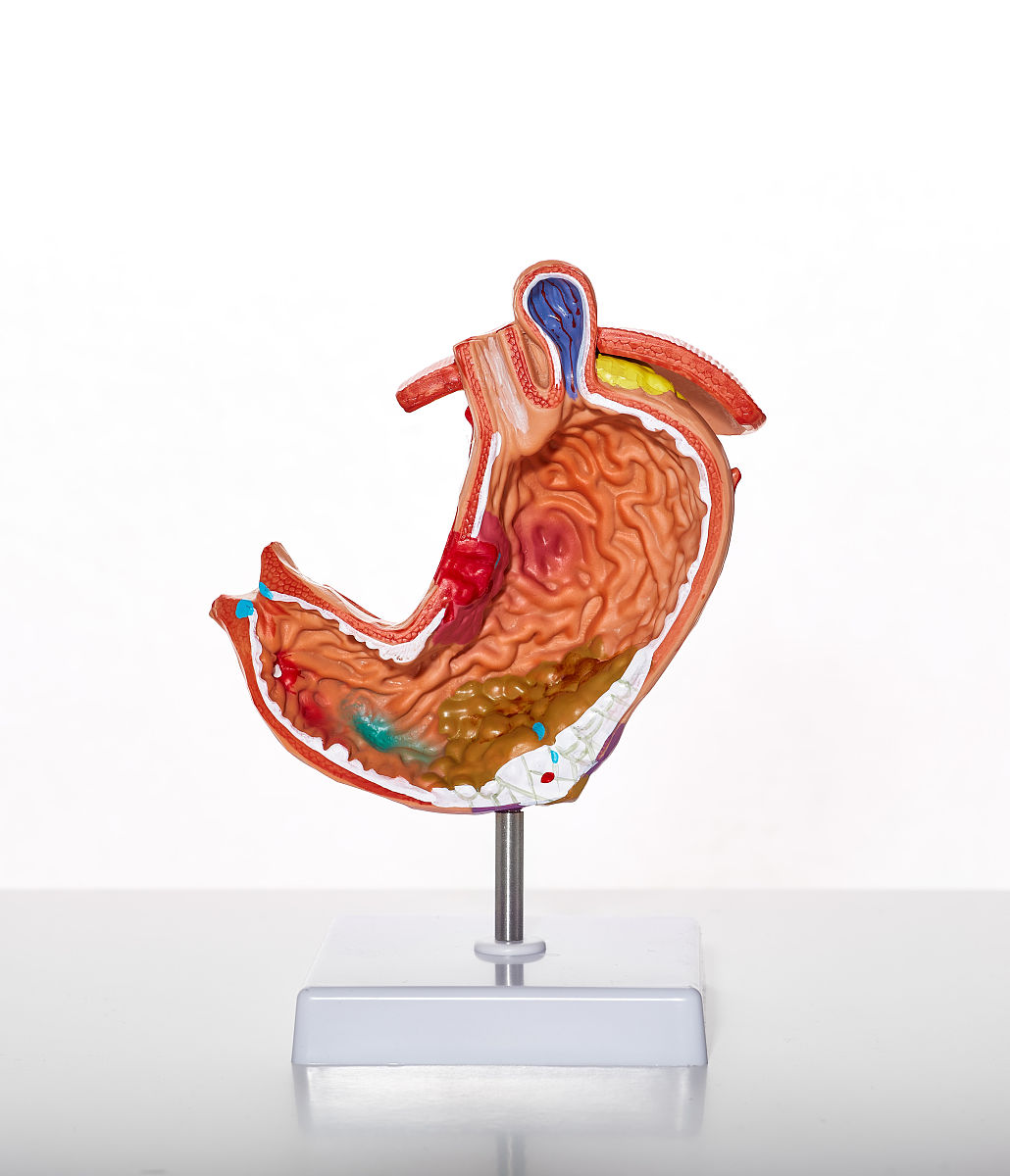 动物医学专业课程有哪些 主要学什么