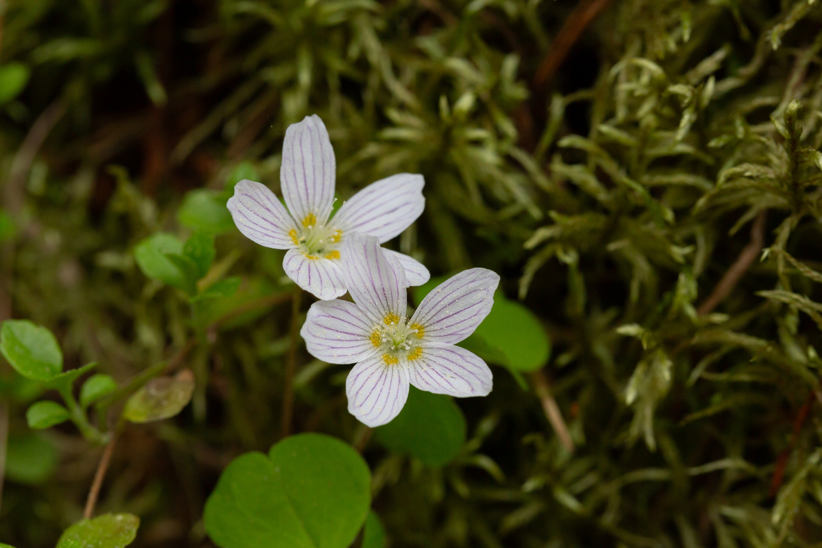 リナリアの花言葉 - 盗賊草の隠された意味を探る