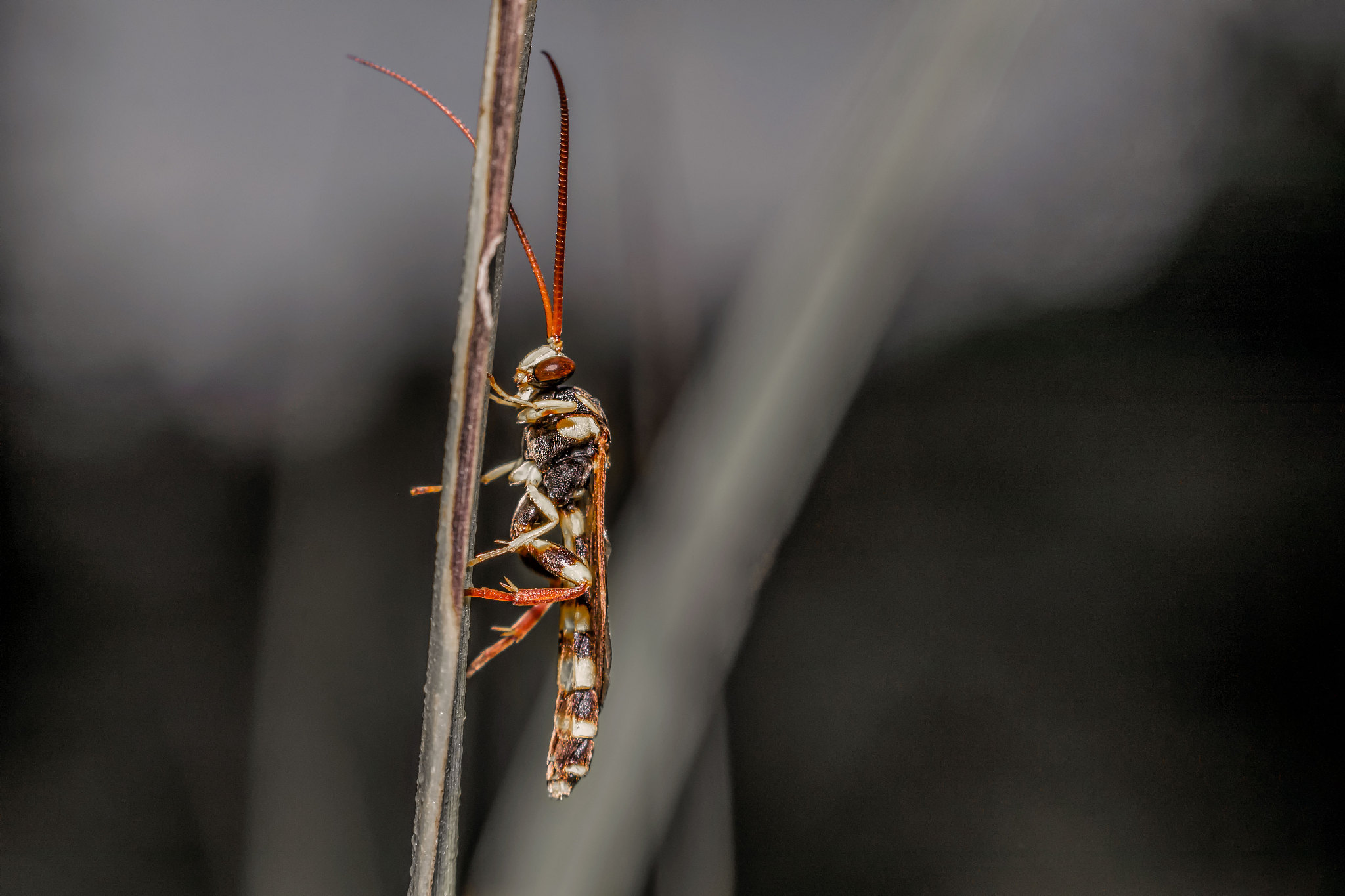 fruit flies on the leaves
