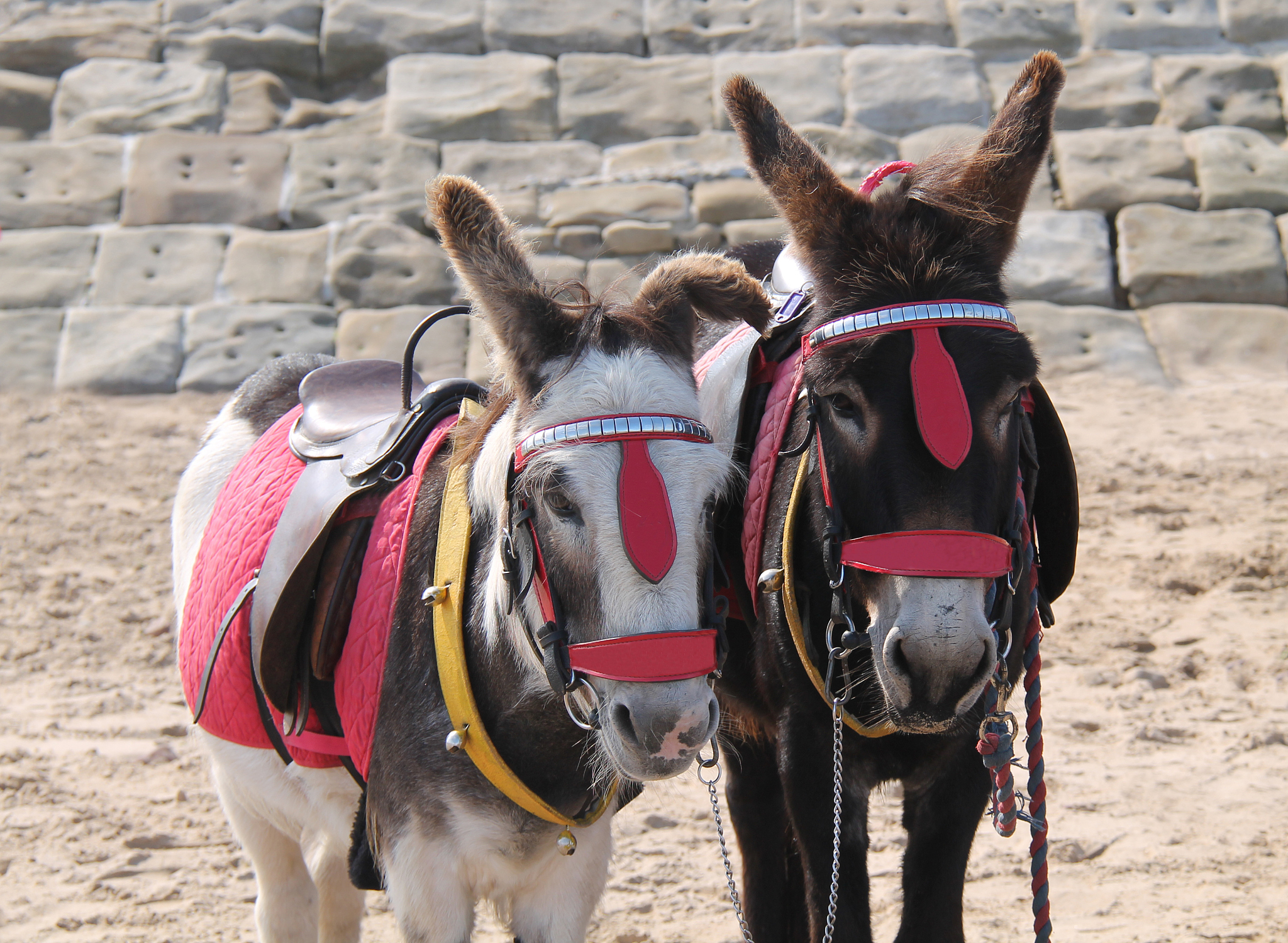 seaside donkeys.