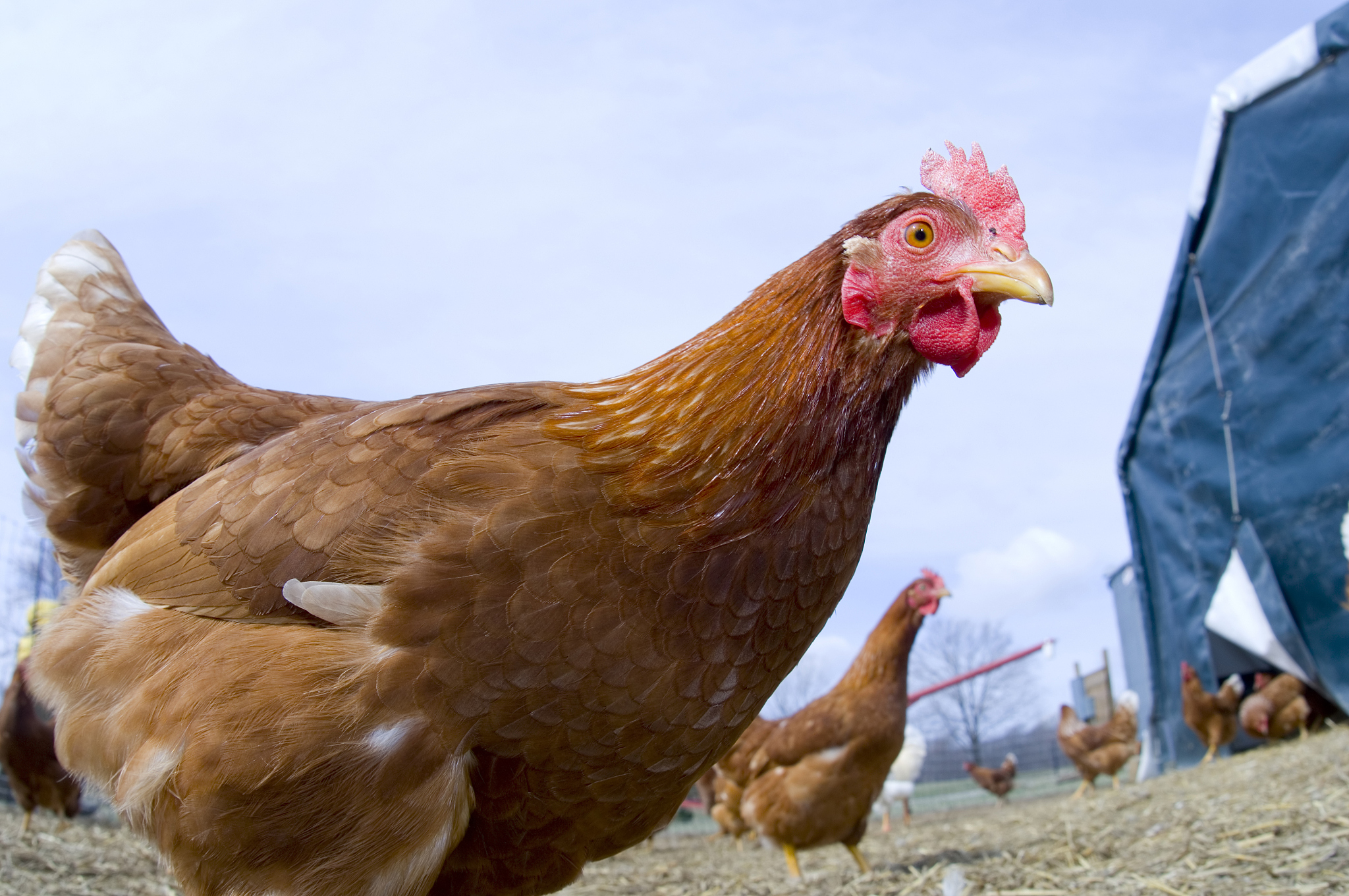 hens in a chicken coop