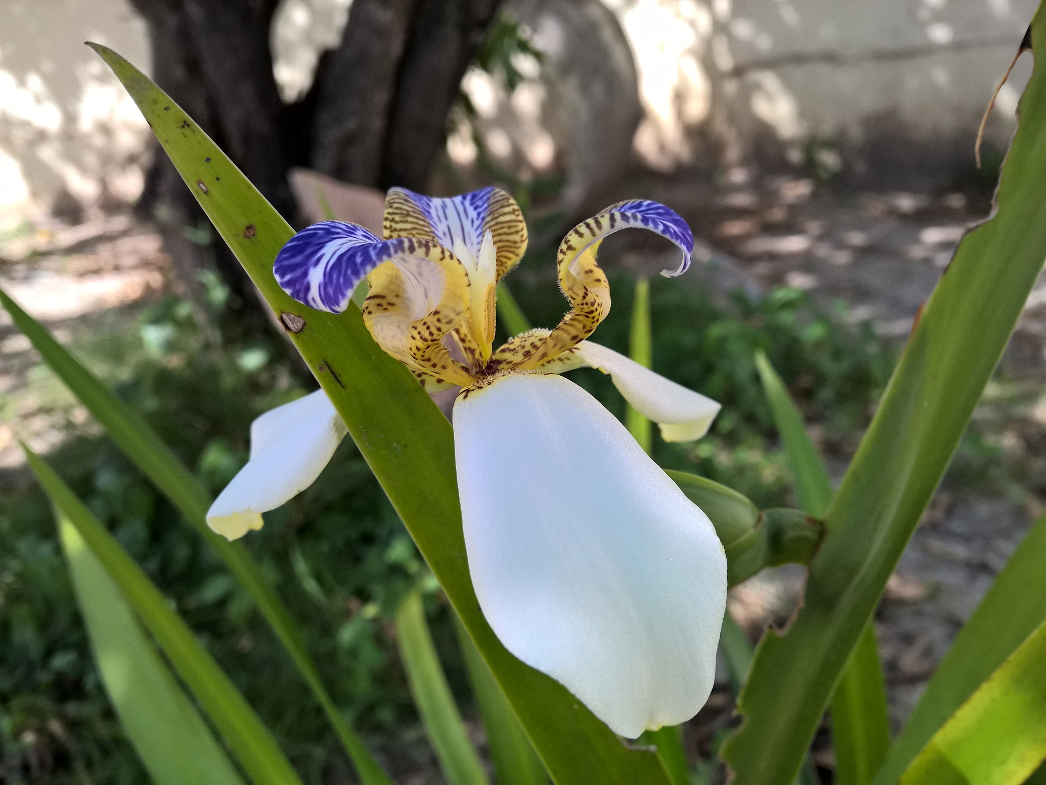 brazilian neomarica candida flower in the garden