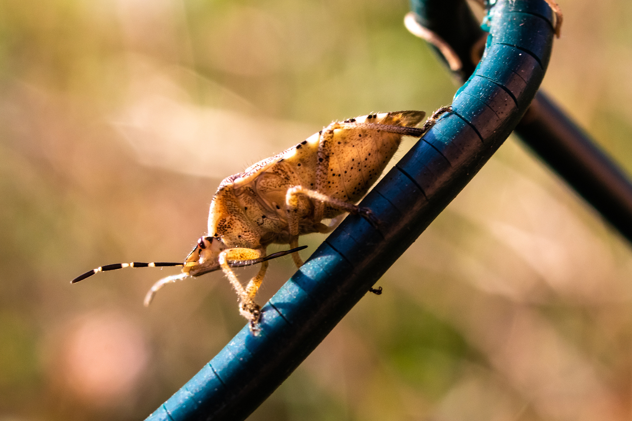 macro shot of stink beetle on a fence