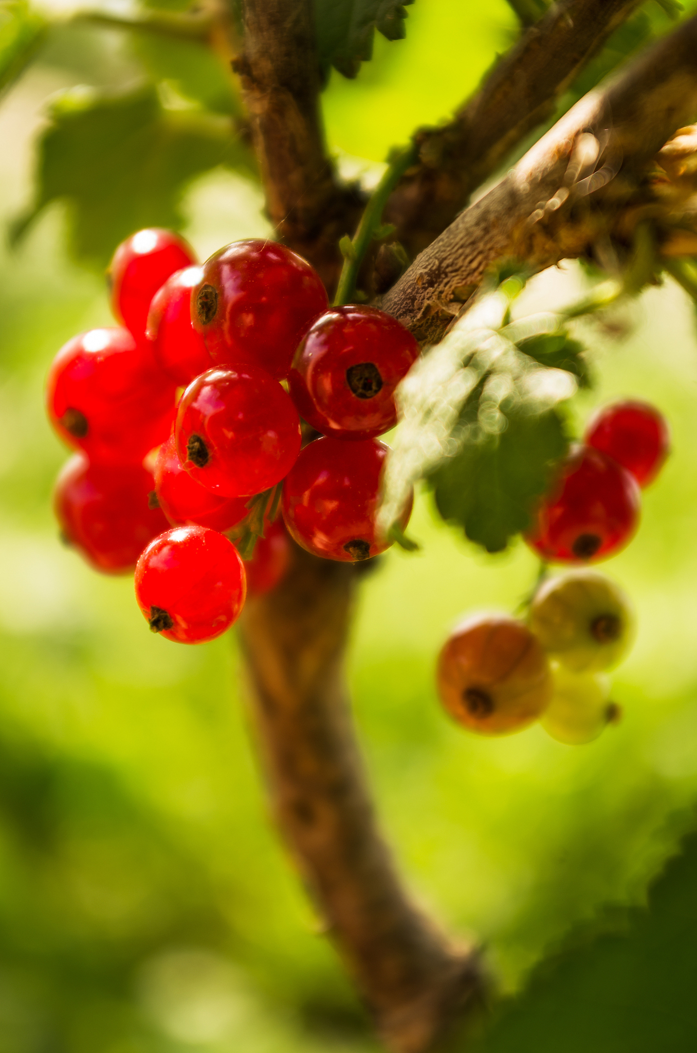 red berries