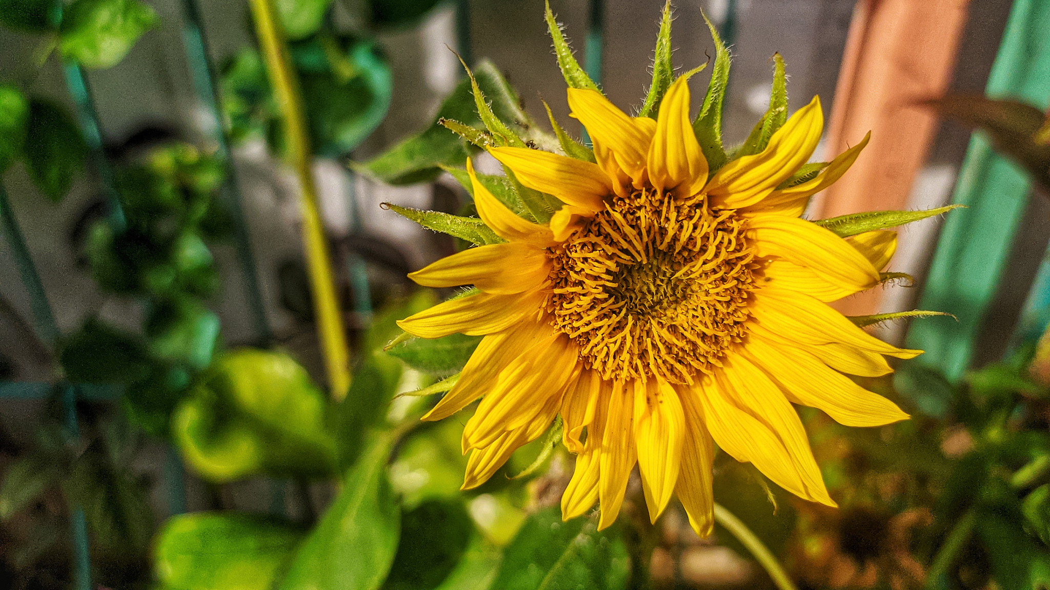 gta6什么时候上市