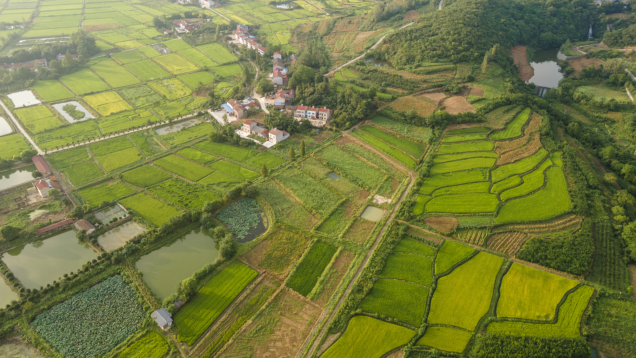 二年级语文填空：什么的绿毯？300字答案