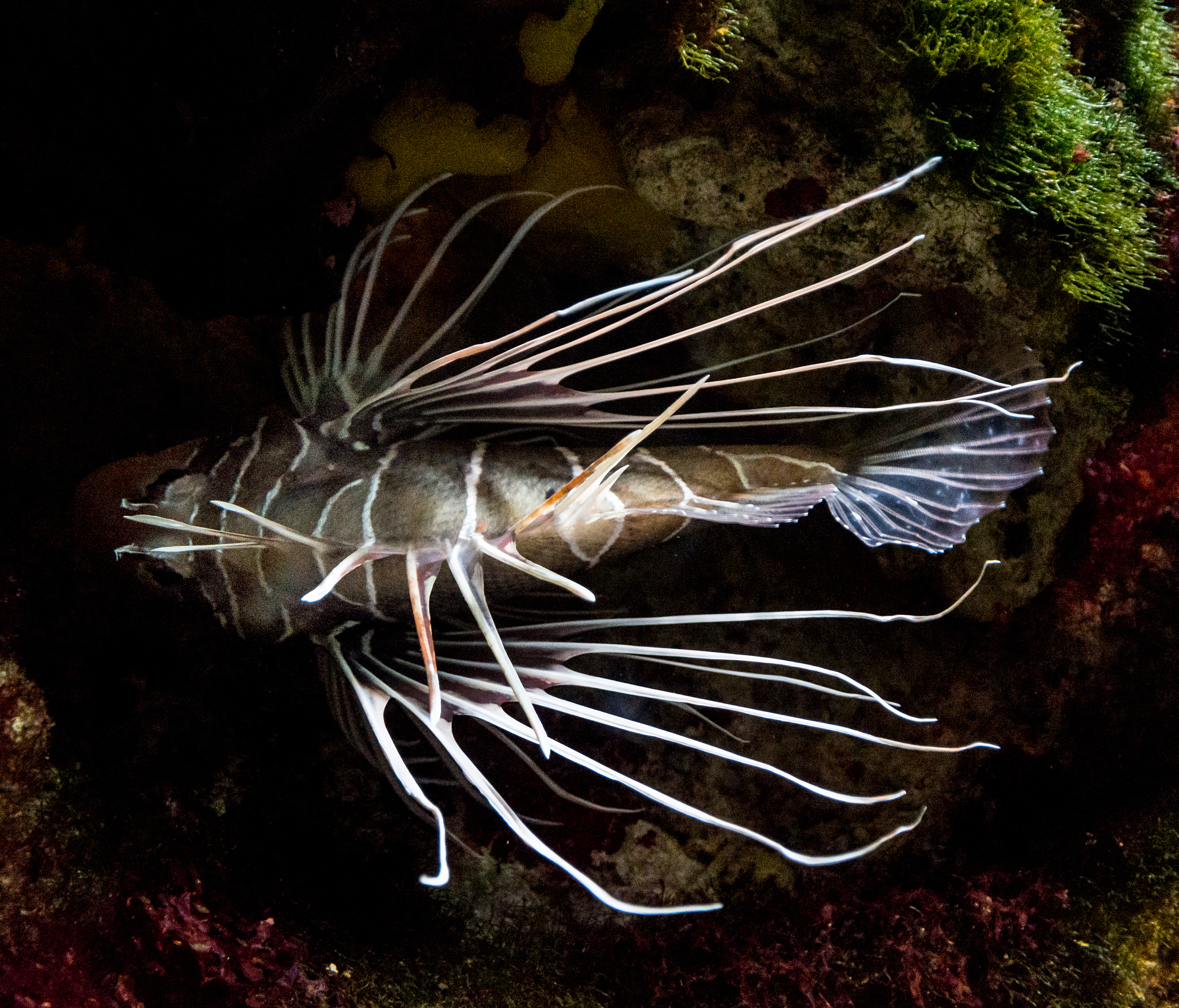 the underwater world of oceans
