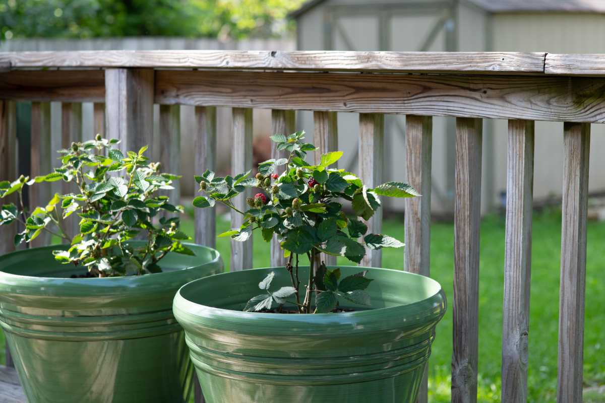 阳台的花怎么种植与打理