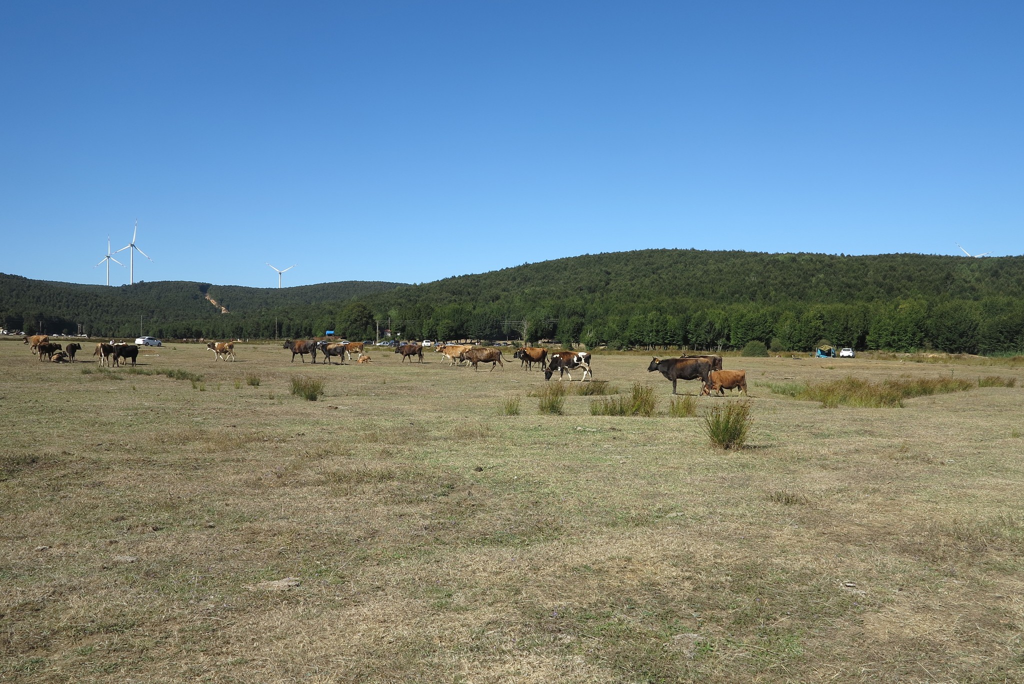 tevikiye plateau cows nature narck yalova