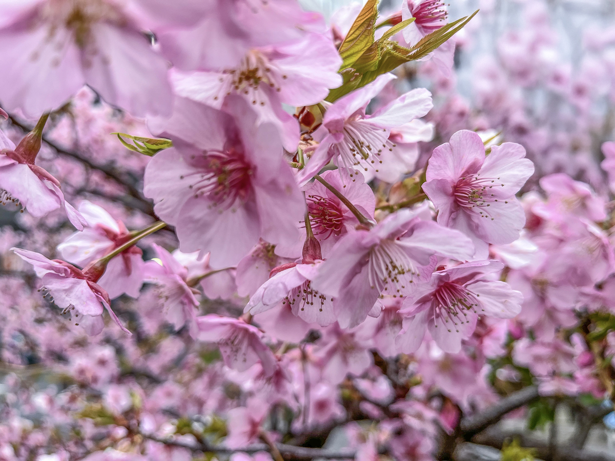 春天花朵的描写：色彩、形态、香气和意义
