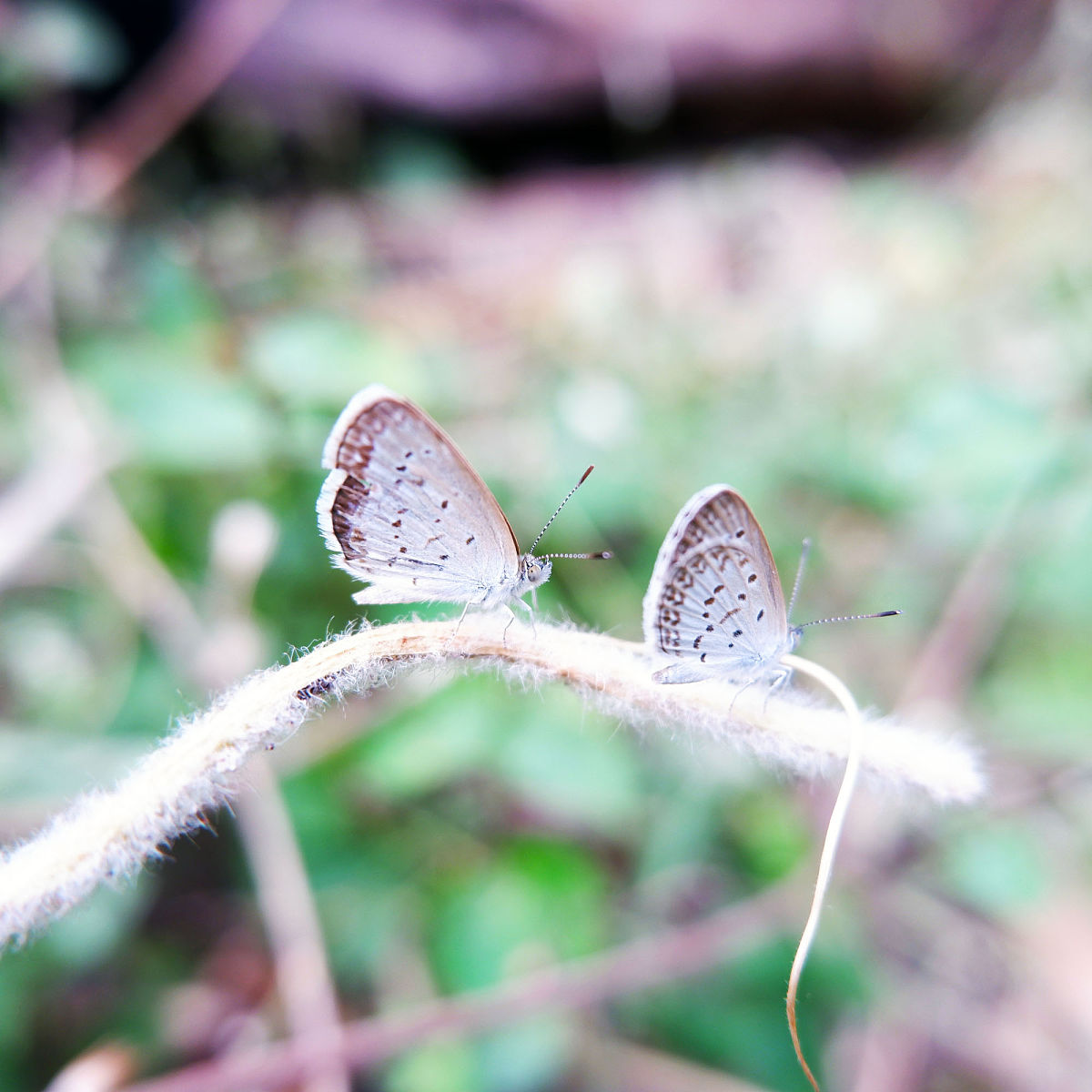 做一款以收集蝴蝶为主题的模拟经营类游戏，你会总结那些特点
吸引到玩家来游玩？
若想和星露谷物语相似的游戏体验相似的话，需要如何整理你所列出的各项要点？可以展开的细致一些
我还需要在游戏内设置山的海拔概念，可以在山里探索。
可以和游戏内的NPC互动，NPC大约20人，少数普通人，多数是各科蝴蝶的分类专家，玩家在山里探索的时候偶遇这些NPC后，他们会提供玩家相应的提示和蝴蝶知识
就以上描述，再细致展开游戏内容描述和玩法。
再加上玩家可以发表新蝴蝶品种的概念，
再细致展开游戏内容描述和玩法。