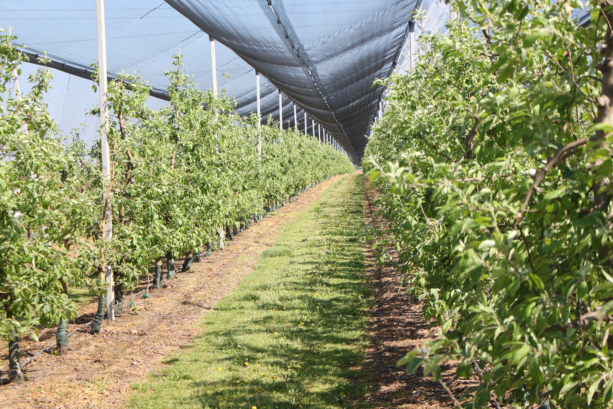 下雨前对大棚里的樱桃滴灌冲肥有影响吗