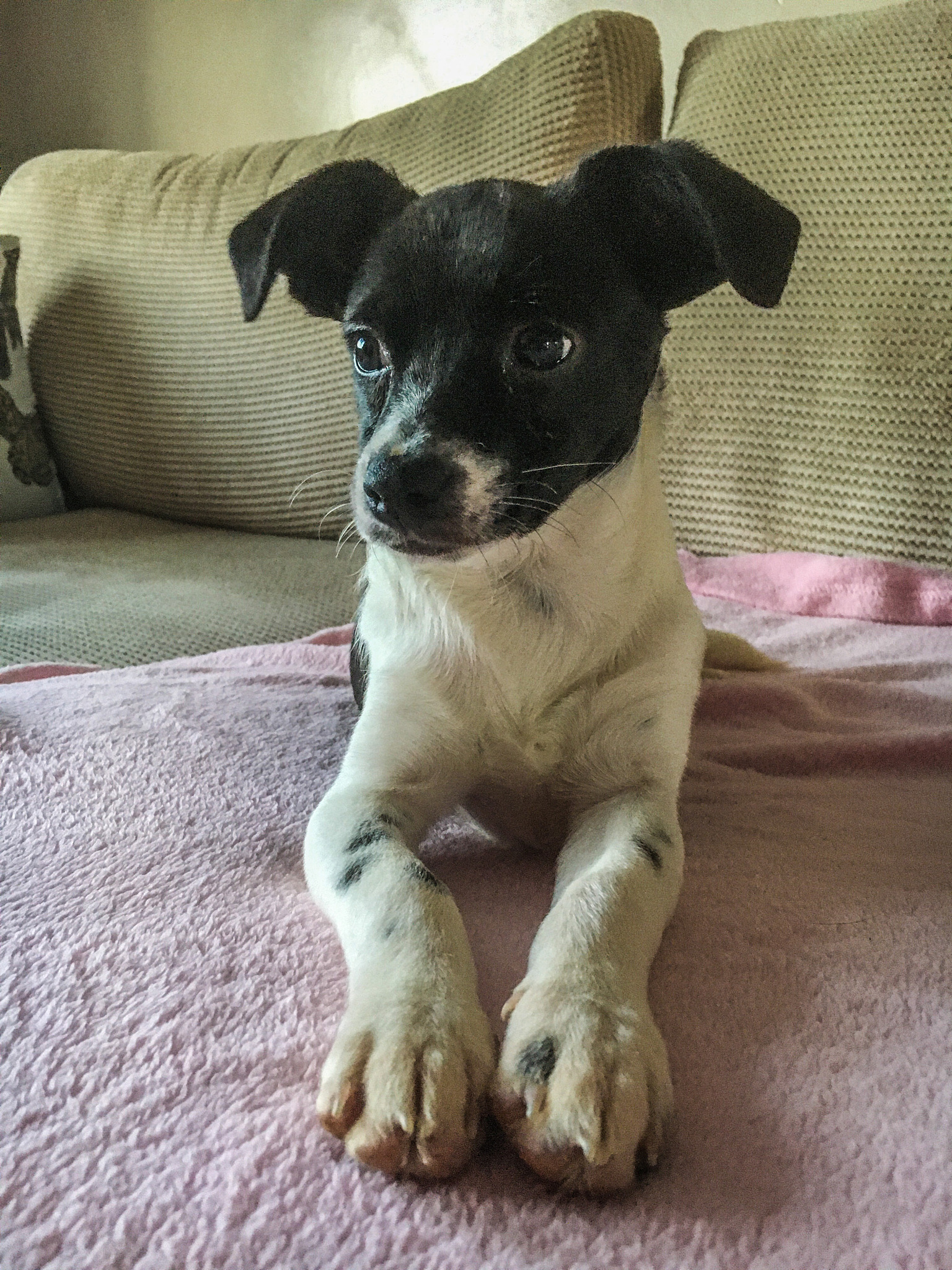 二年级作文：我的小狗朋友 - 小黄